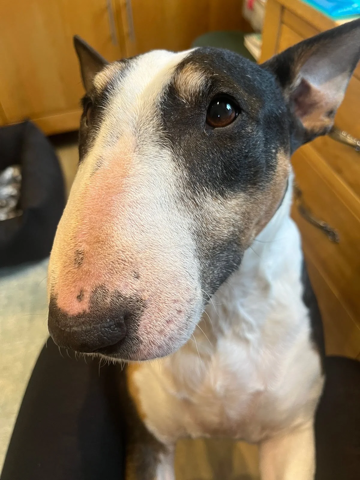 Customer reference photo of English bull terrier for custom pet portrait commission