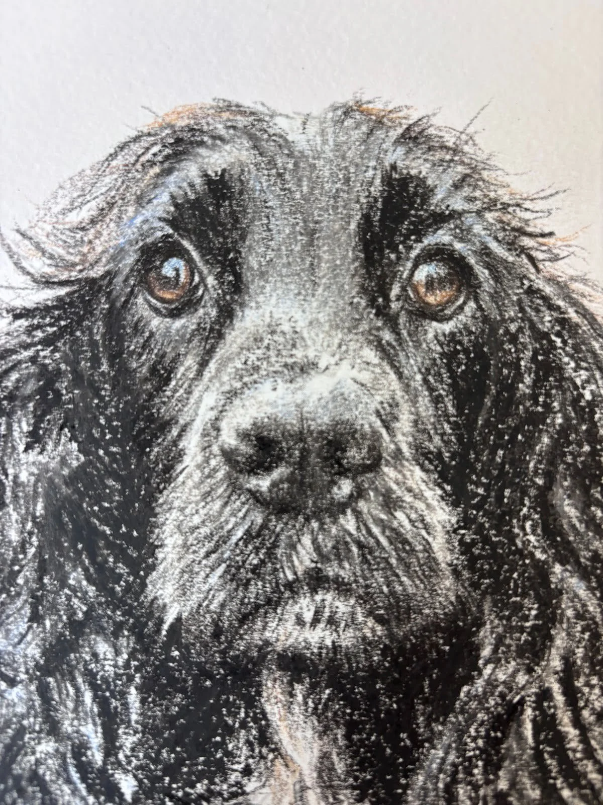 Close up of black cocker spaniel drawing showing texture