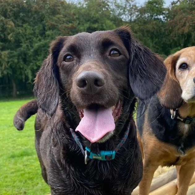 Reference photo of Jessie the dog with tongue out used for a pet portrait