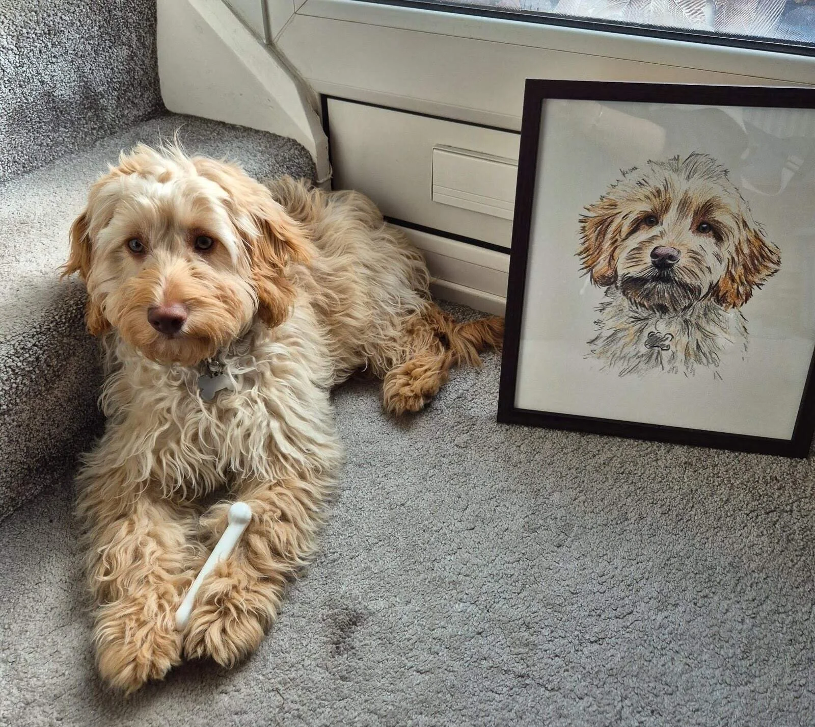 Maverick the cockapoo next to his pet portrait