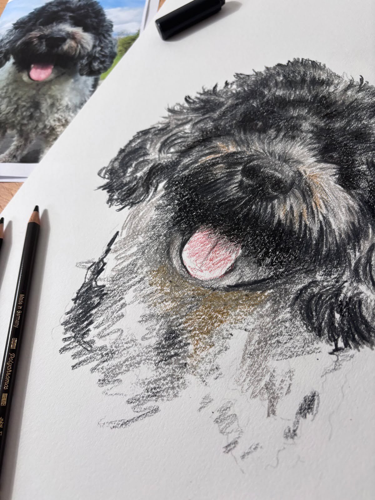 Close up of cockapoo drawing showing texture
