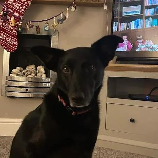 Reference photo of Hope the black rescue crossbreed dog used for a custom pet portrait