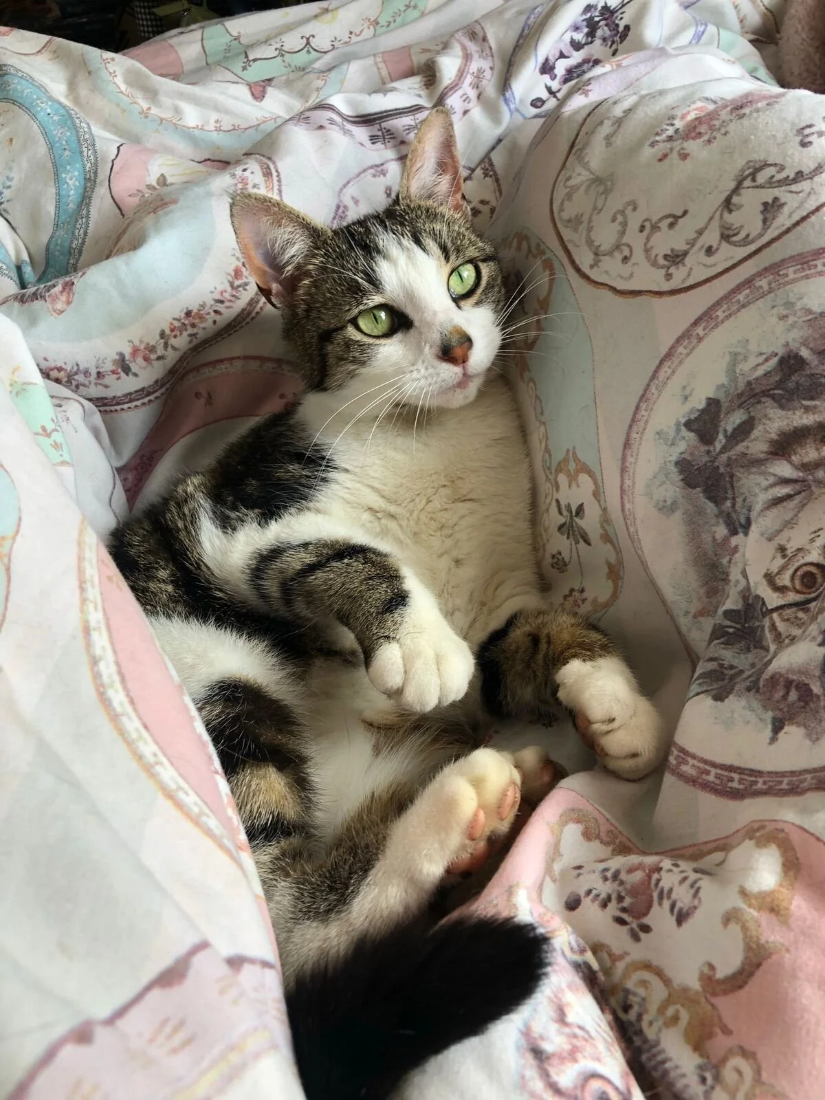Reference photo of cat in bed for memorial pet portrait
