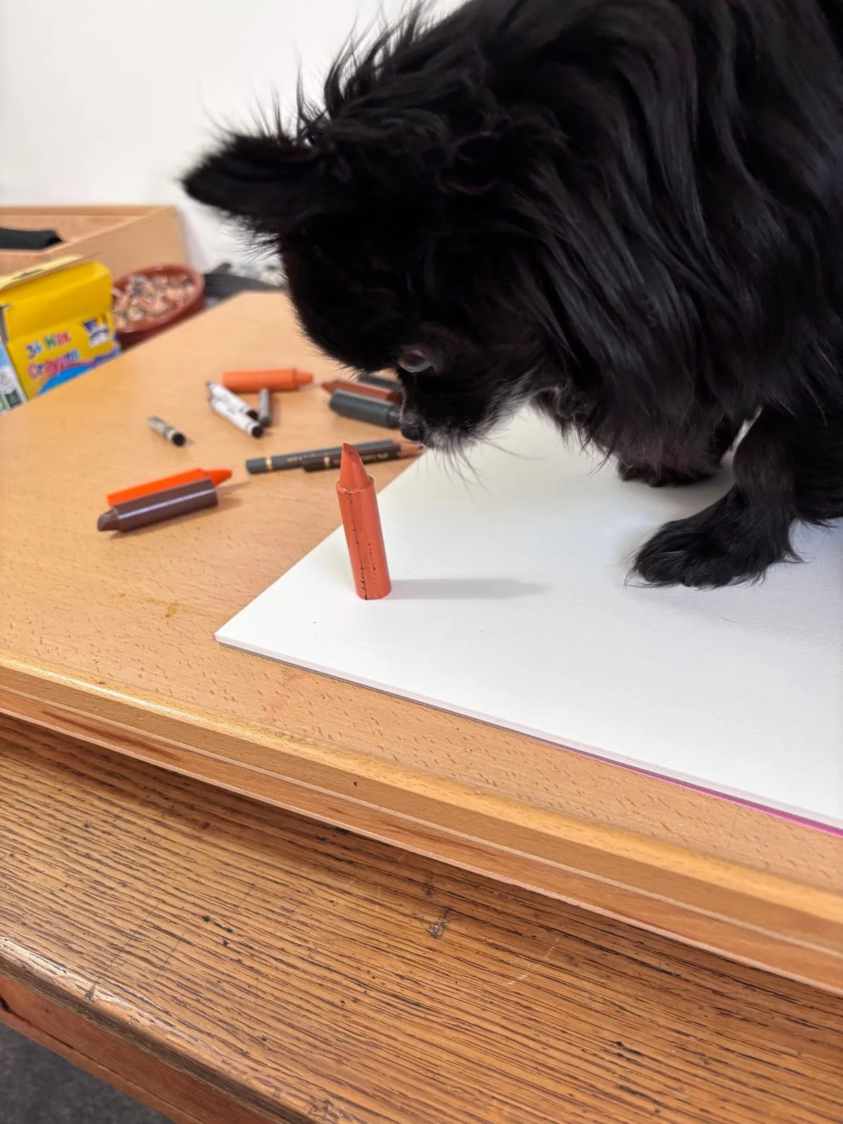 Badger inspecting a pet portrait artist's crayon
