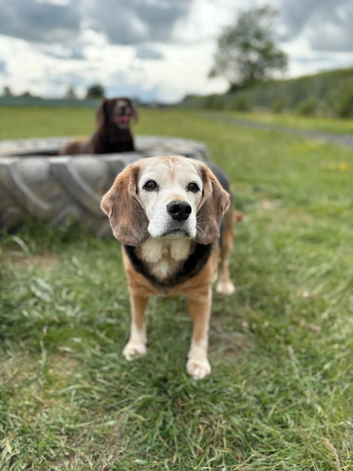Pet portrait reference photo of Rocky the beagle
