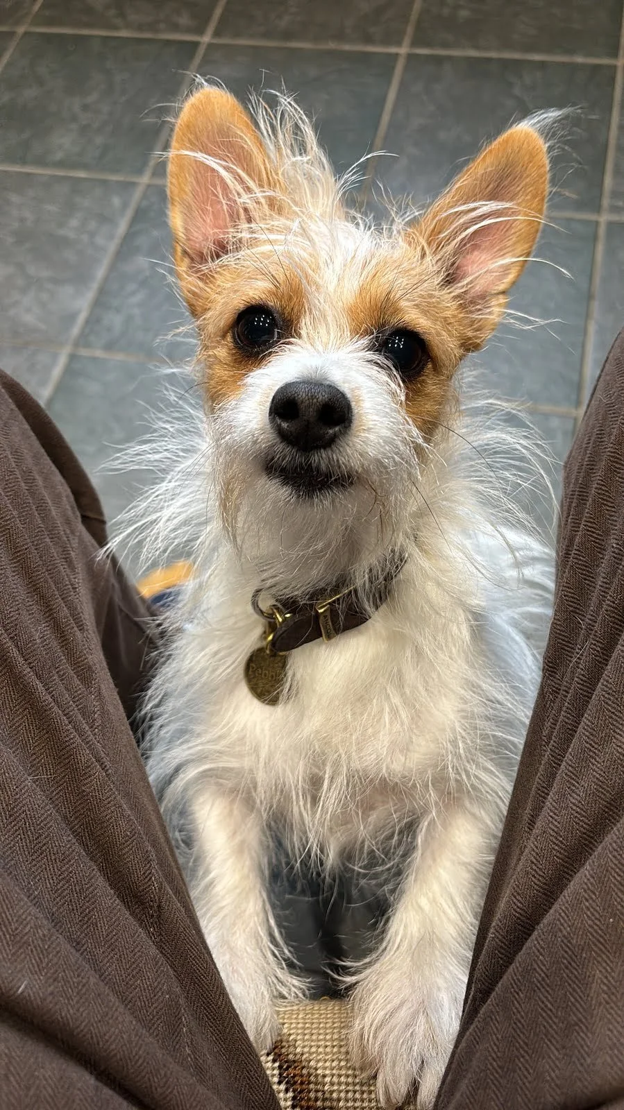 Reference photo for pet portrait of Pebbles