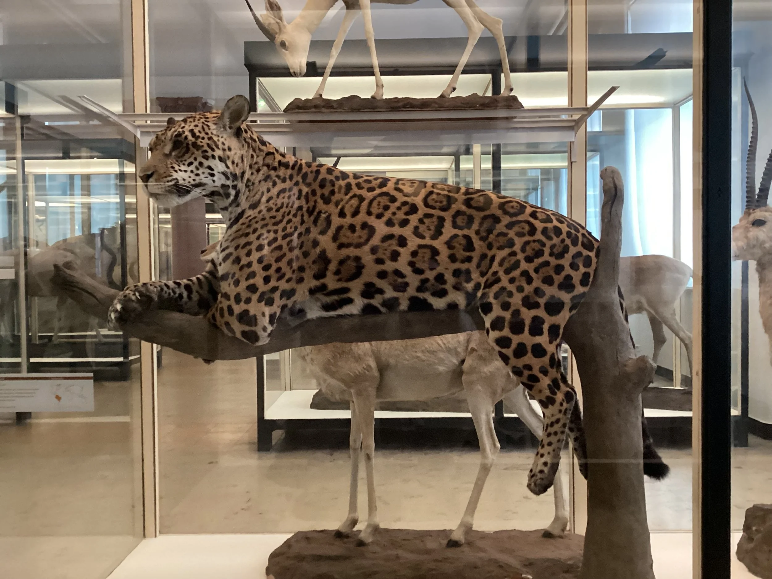 A Fairly Preposterous Ponderance…