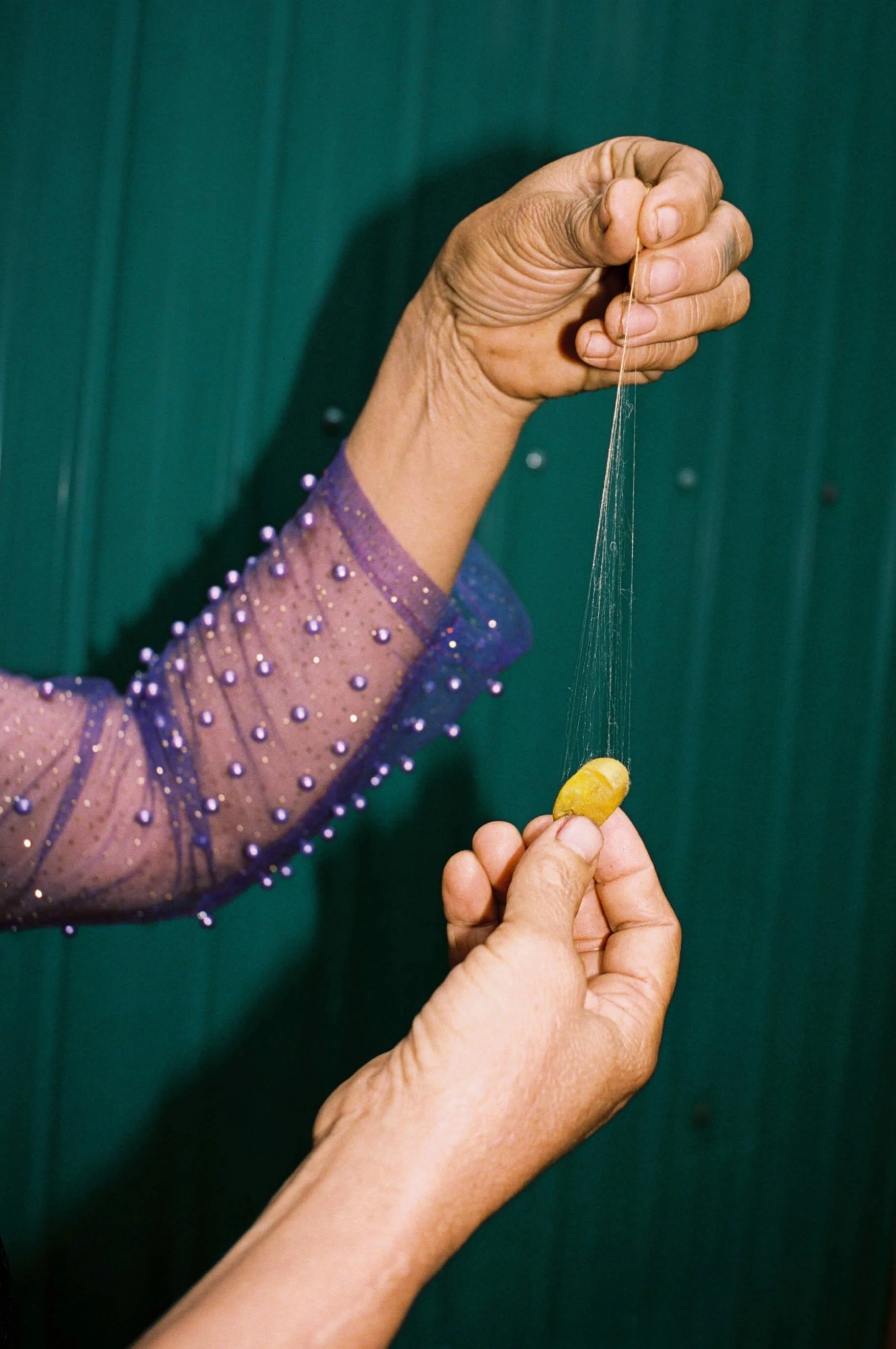 A person with a purple, beaded sleeve is holding a silk cocoon while pulling a thin string from the object on a green background.