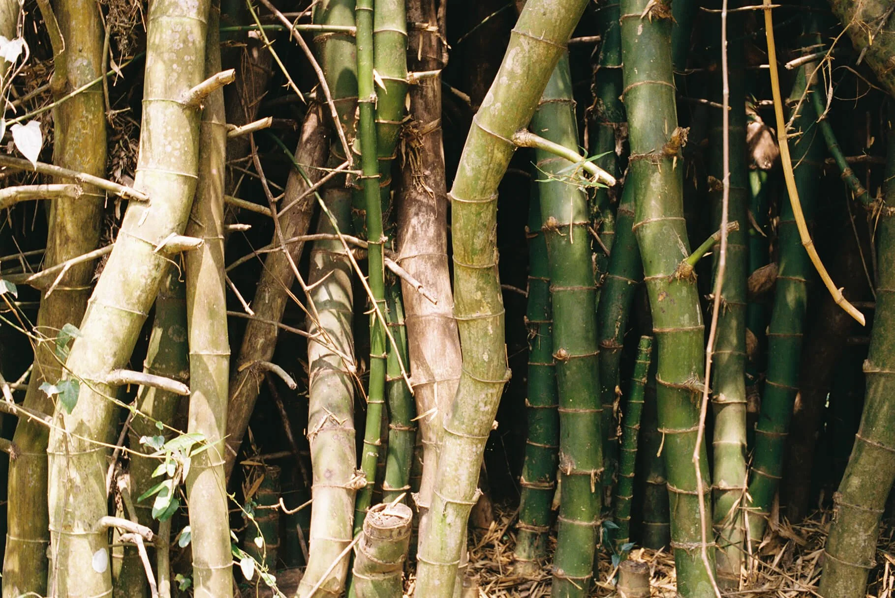 bamboo trunks ready to be harvested for bamboo paper making