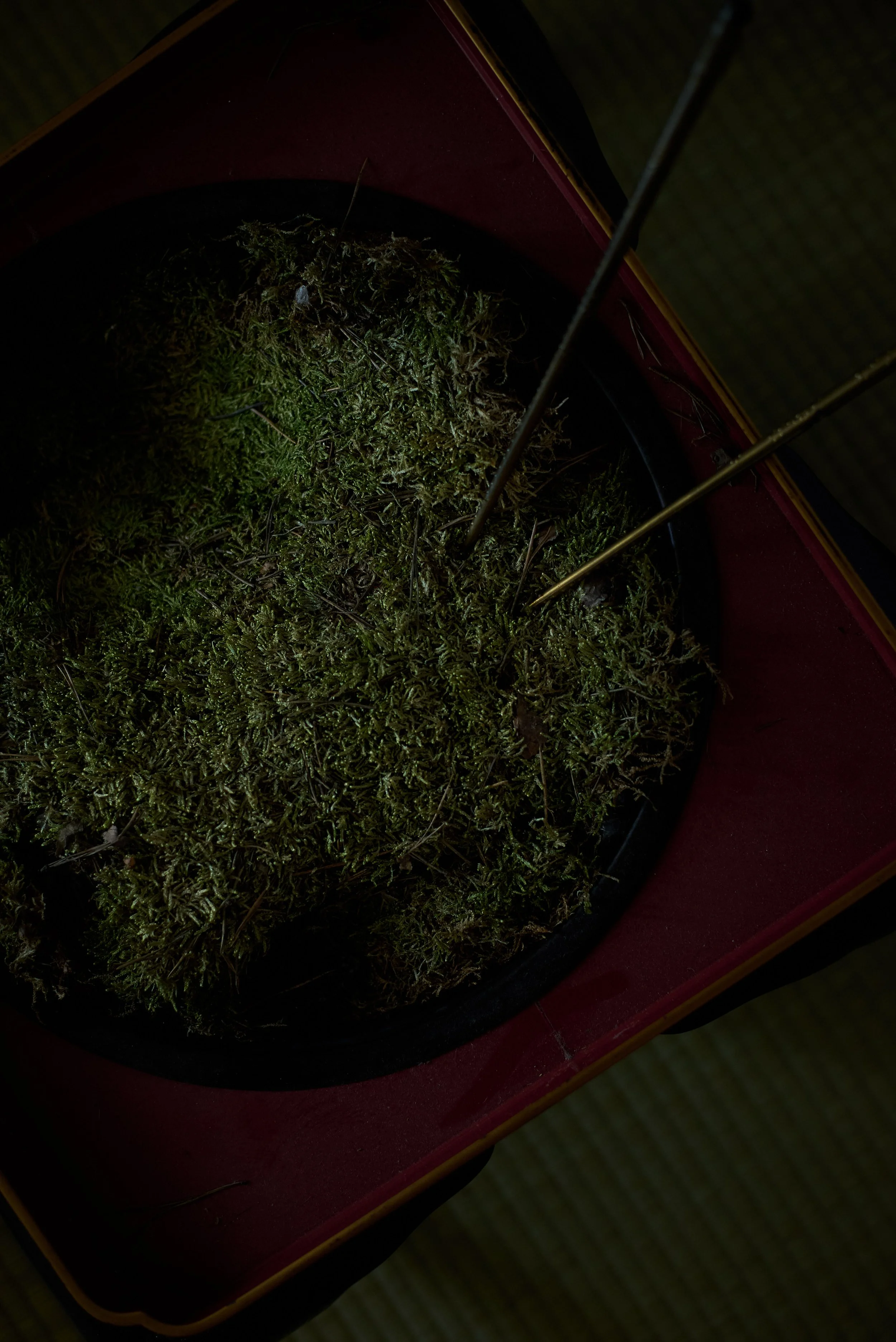 A black pot filled with green moss, with three thin metal wires stuck into it, placed on a red surface.
