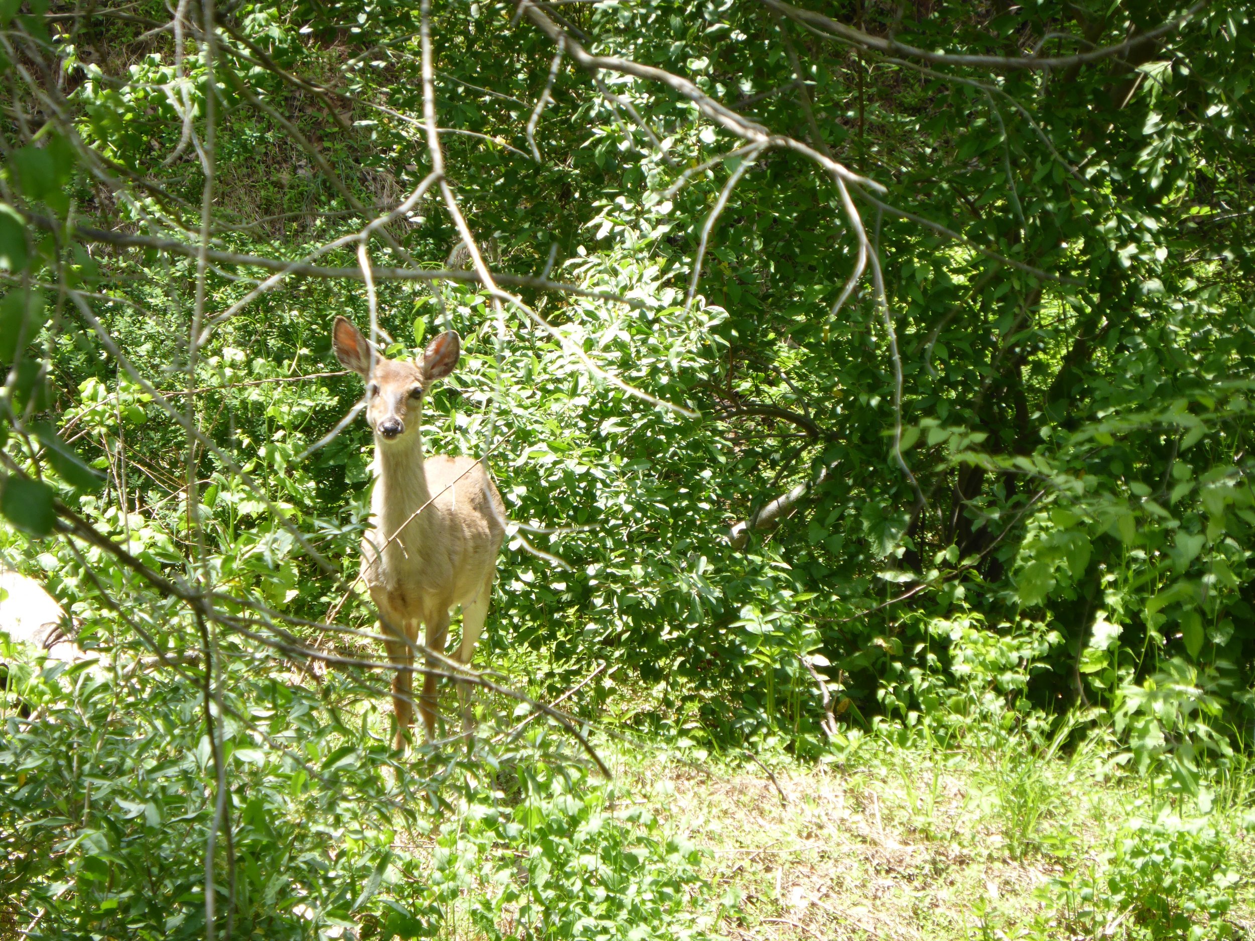 Job Vacancy: Trip Morale Officer. Charlottesville VA to Afton VA