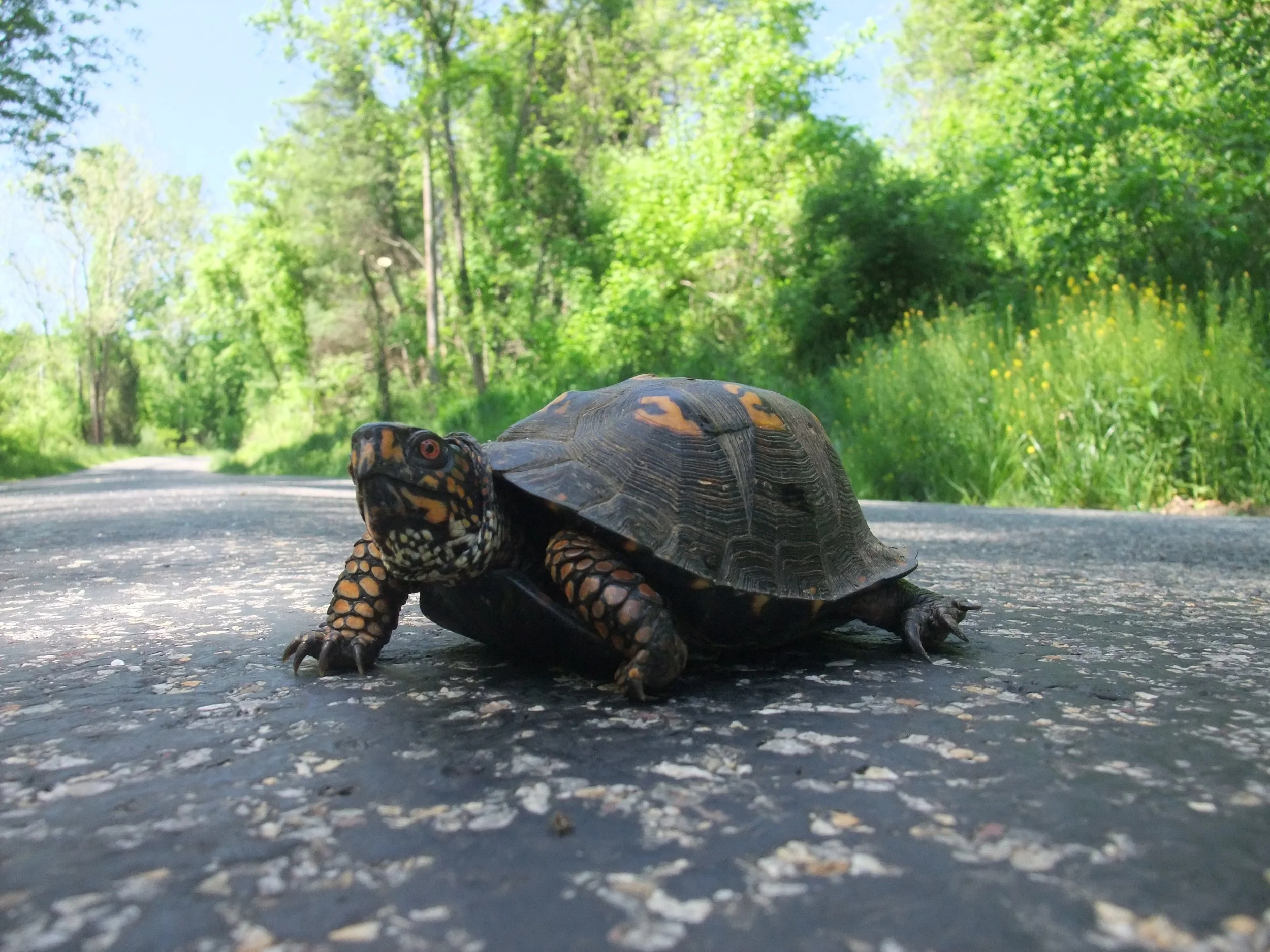 Arming up for the hot dogs: Lexington VA to Catawba VA