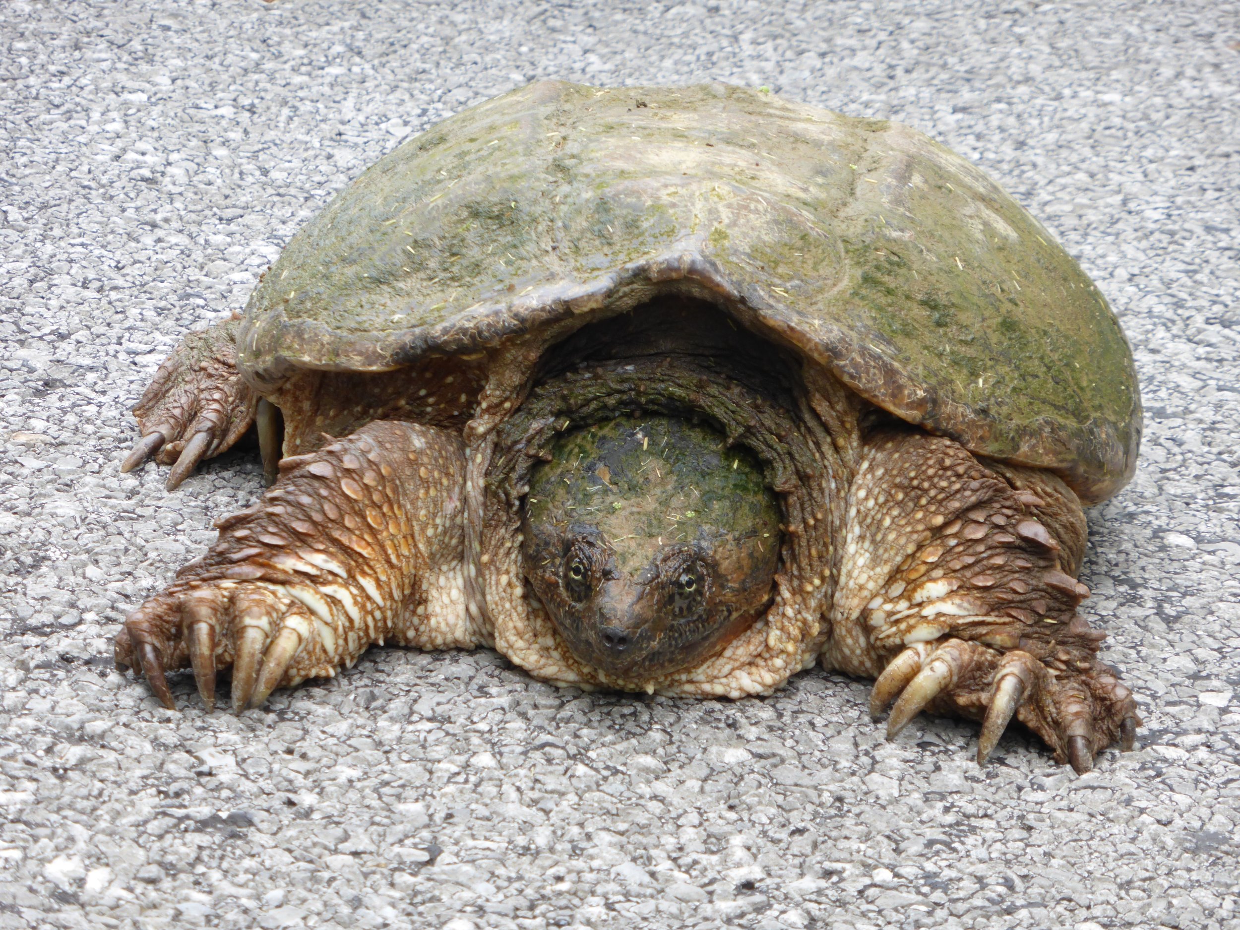 Bigging up Smallville - Goreville IL to Chester IL