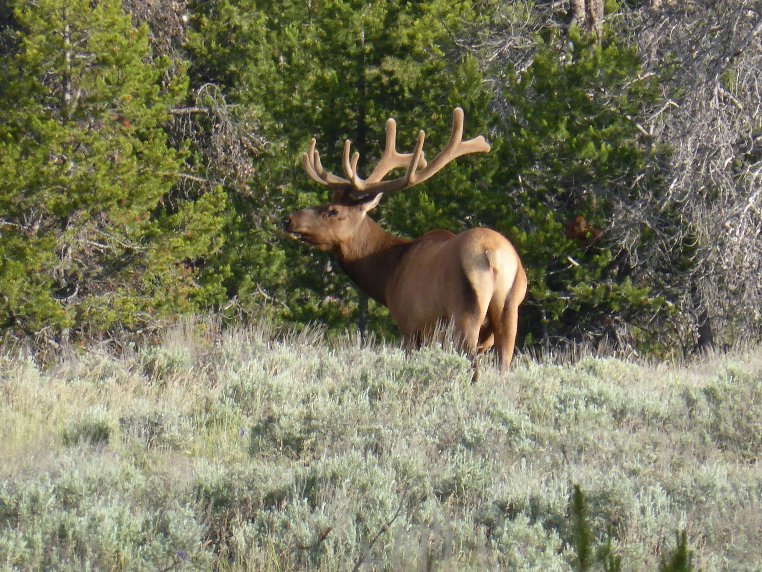 One Elk of a Day - Jenny Lake to Grant Village, Yellowstone