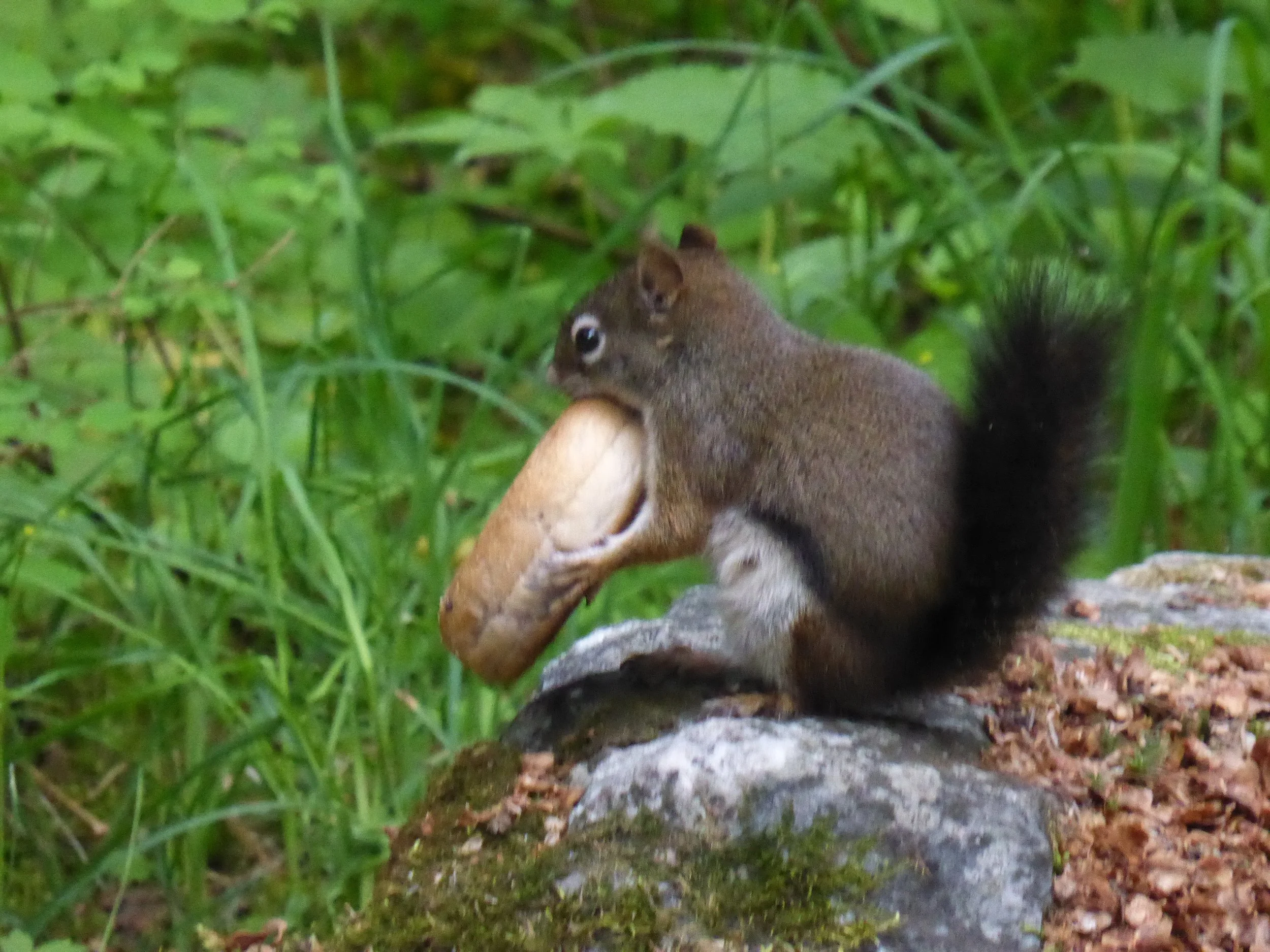 Too Hot to Handle! - Whitehouse to Kooskia, Nez  Perce Reservation