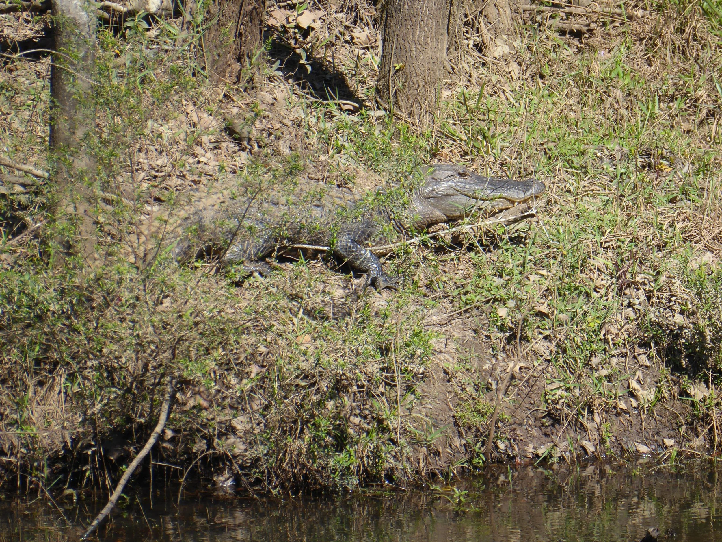 The wind finally turns - and Terry makes like a bear....  Chipley to Crestview
