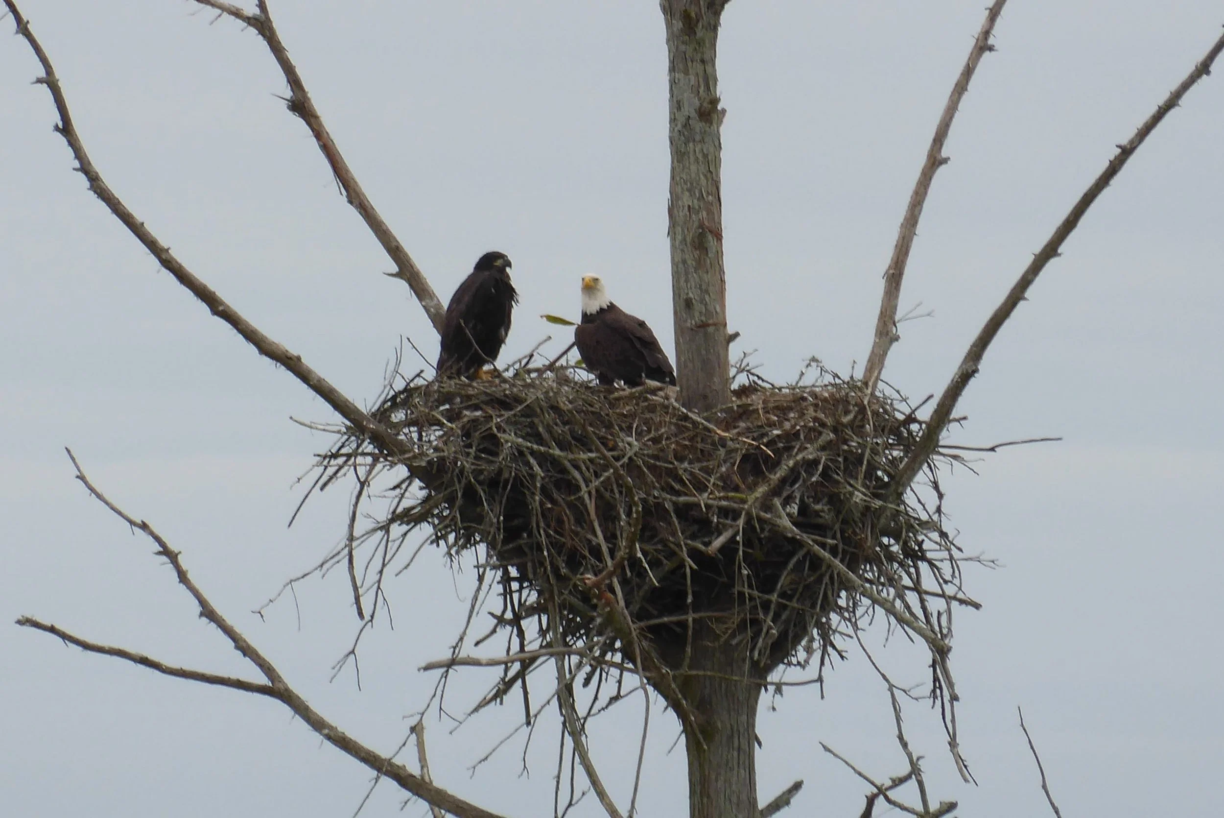 Incoming! Who let the Dogs Out?     Morganza to Bunkie