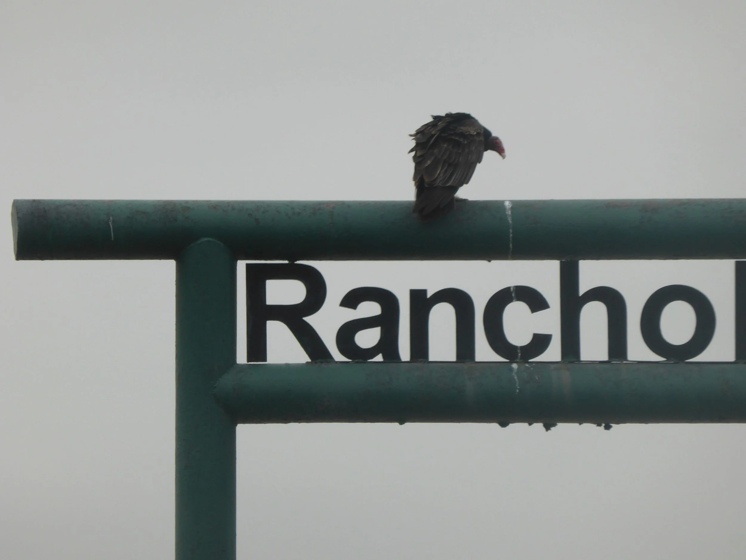 See you in (Del) Rio....  Ranger Country to Del Rio