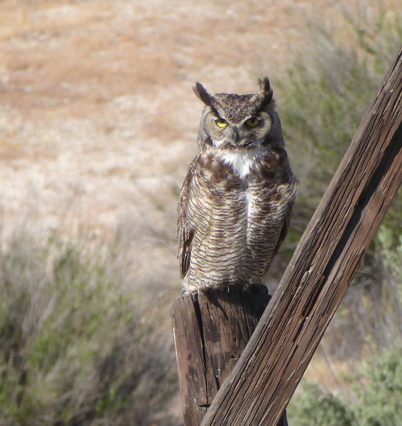 All eyes are on the finish….  Jacumba Hot Springs to Alpine
