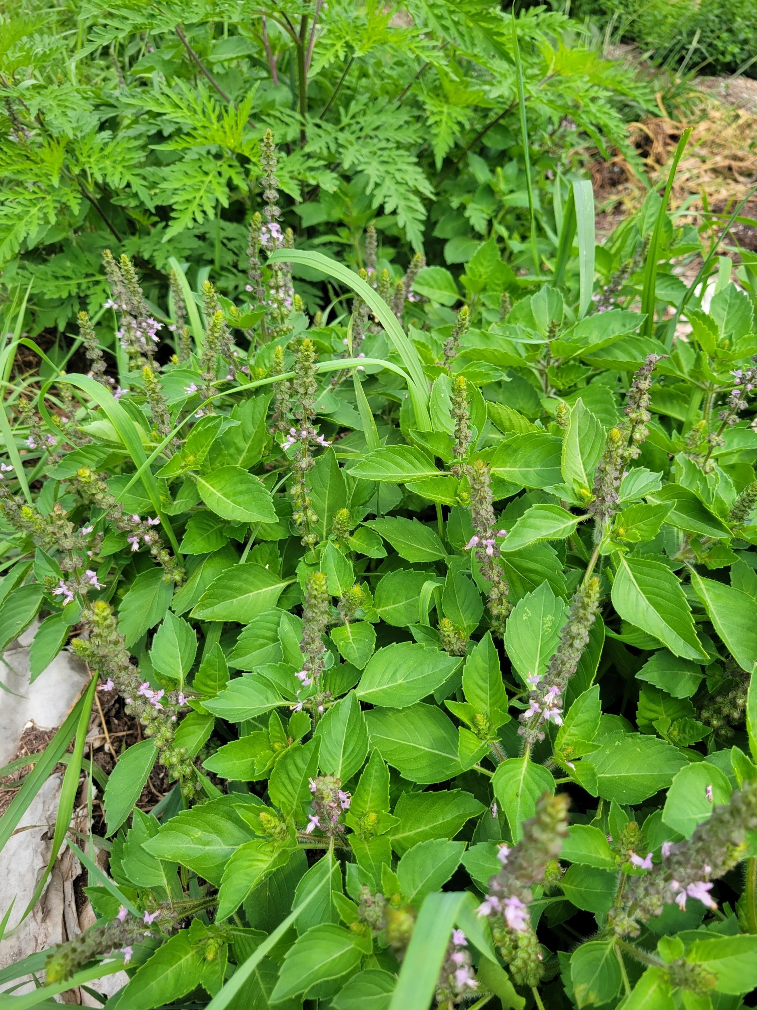 tulsi in garden