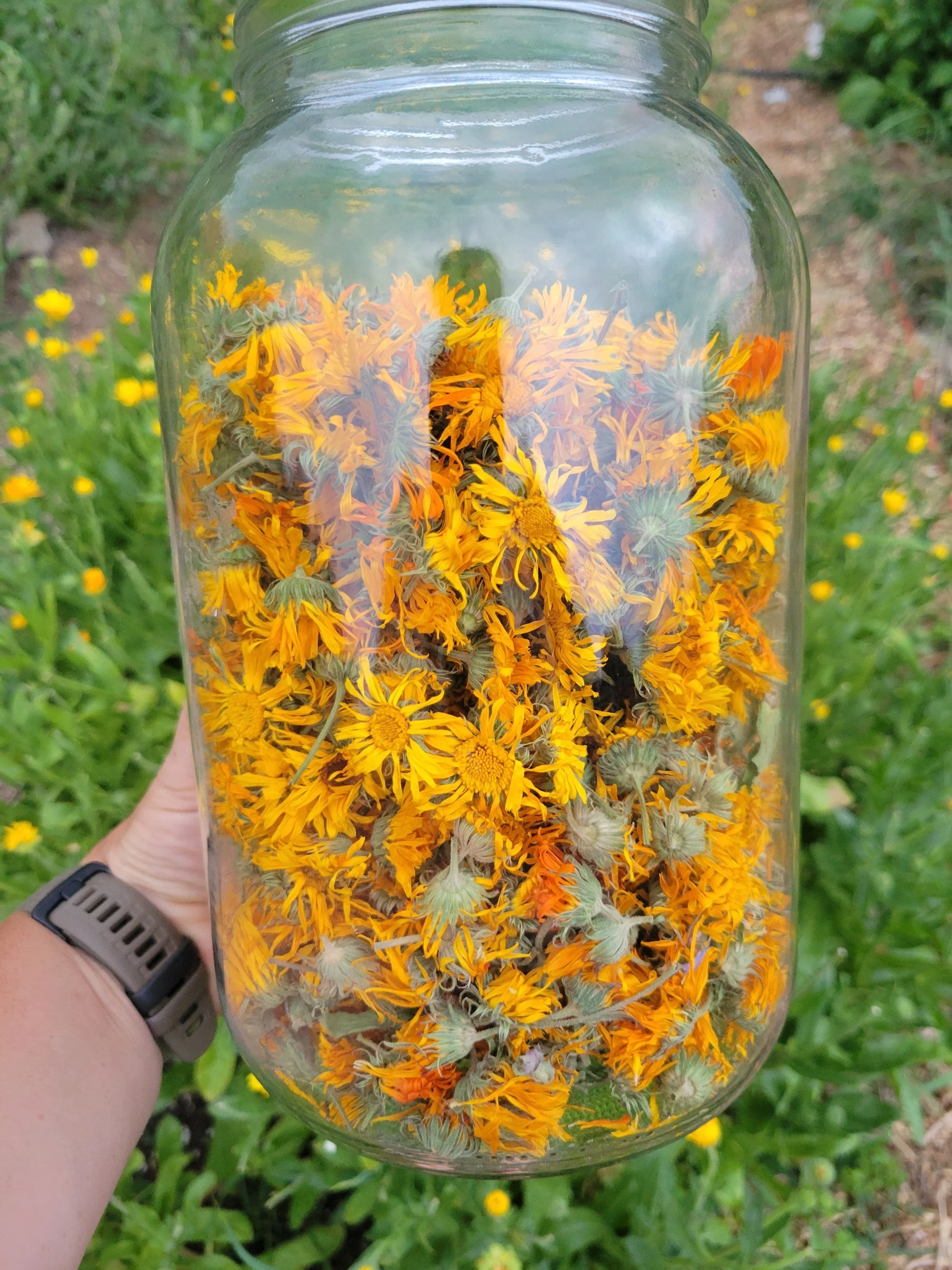 calendula in jar being held in herb garden
