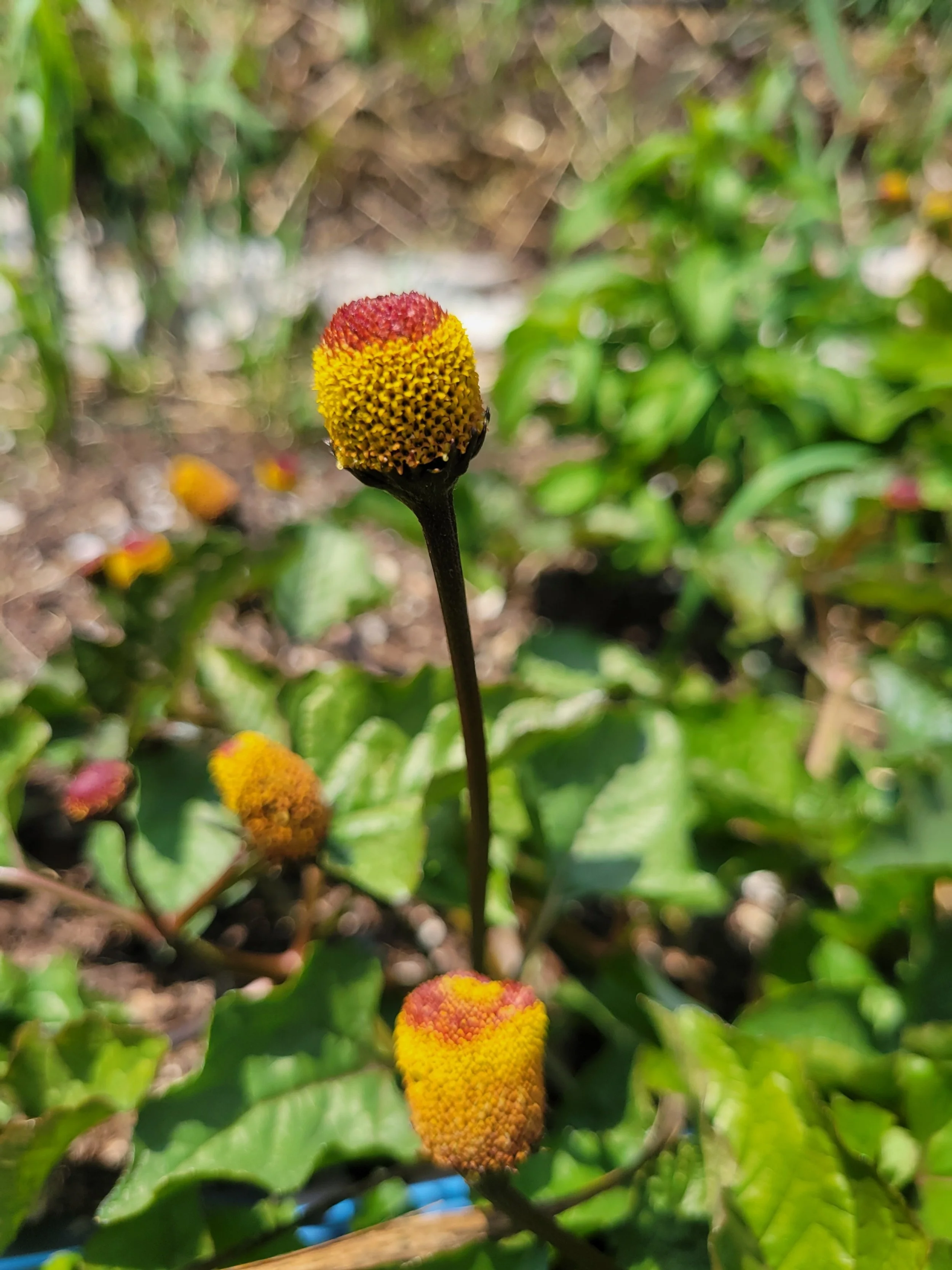 Spilanthes plant in the herb garden