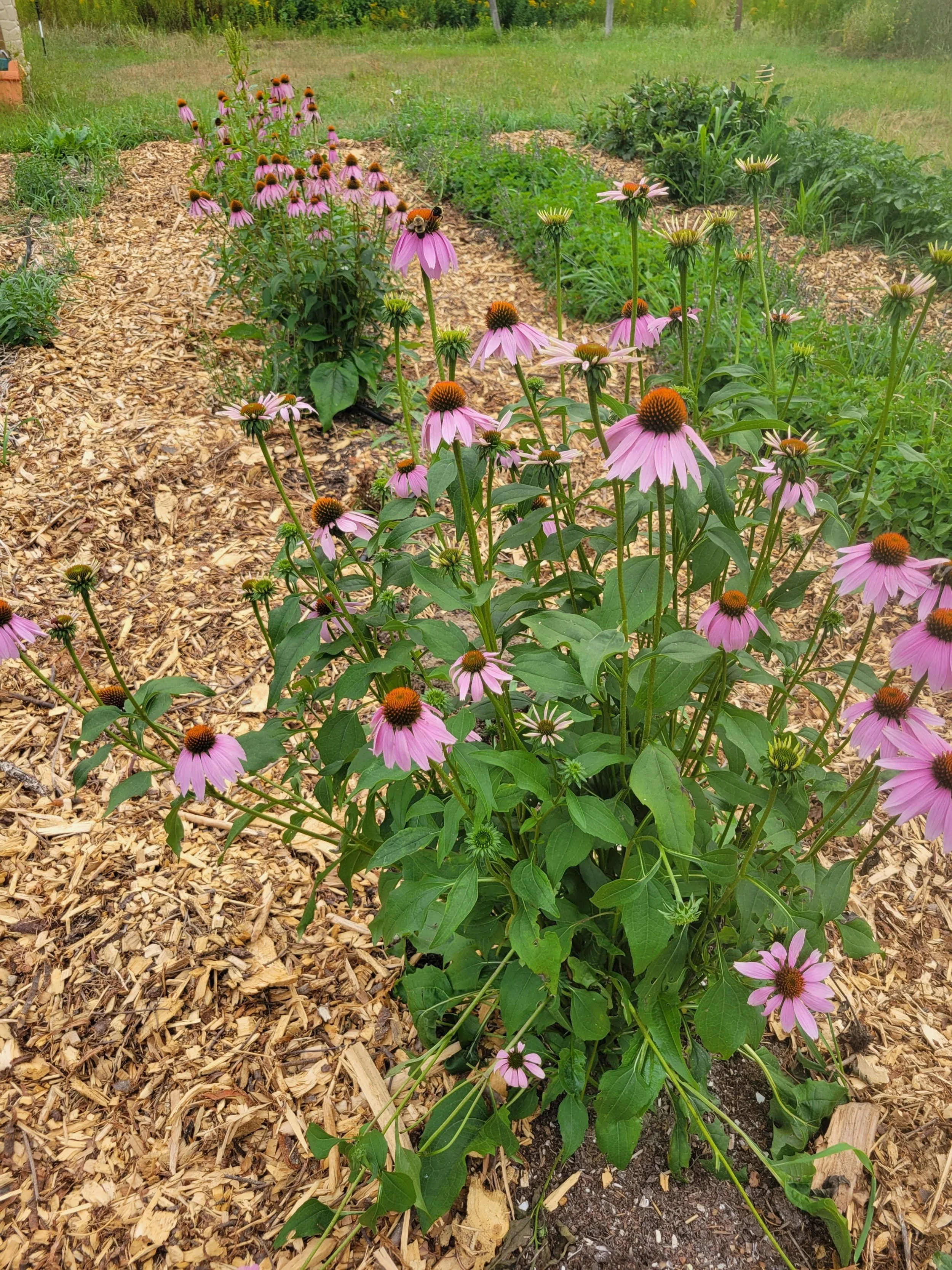 Pink coneflowers growing in a garden with mulch, with other greenery in the background