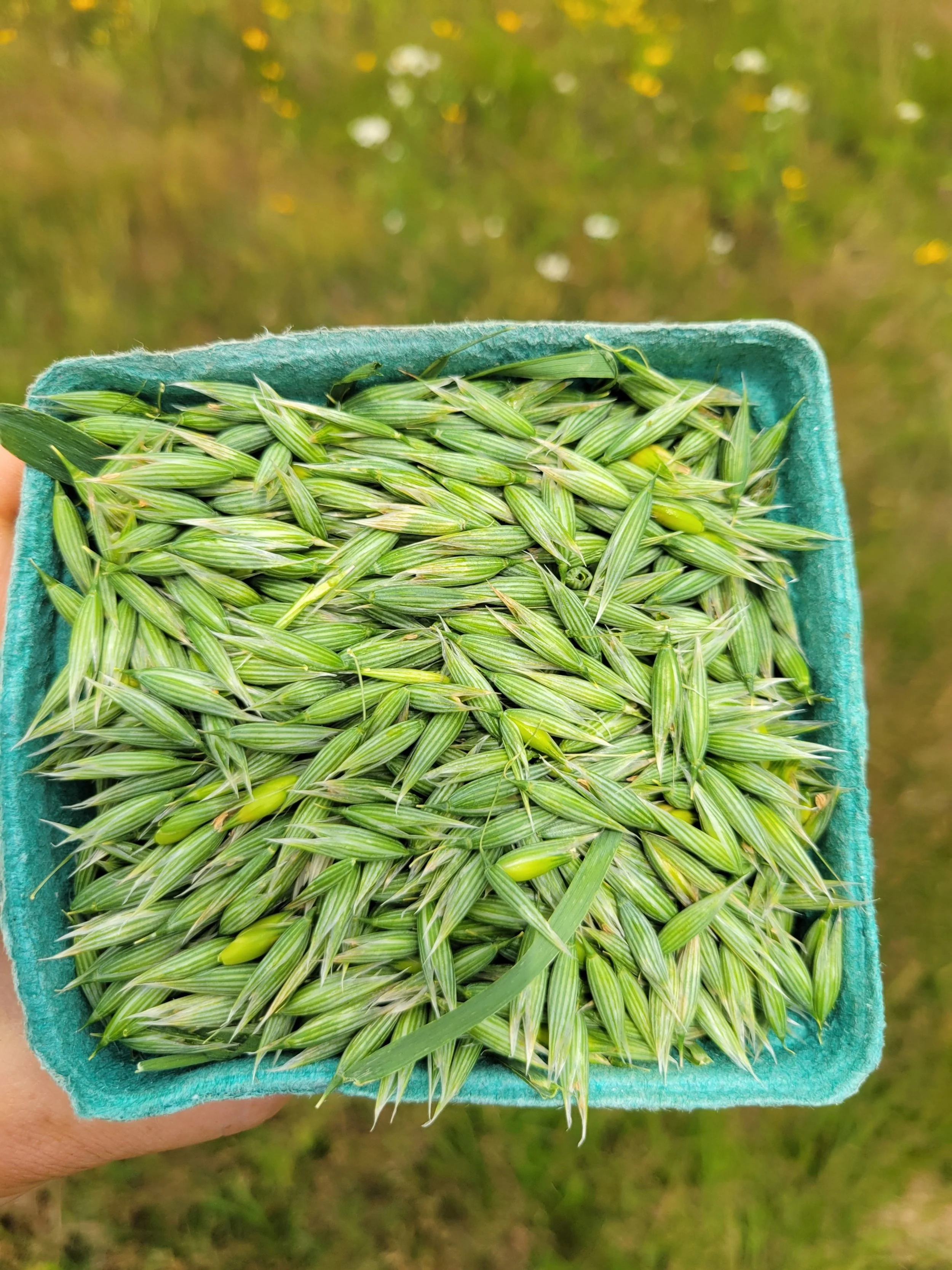 recently harvested milky oats in pint container