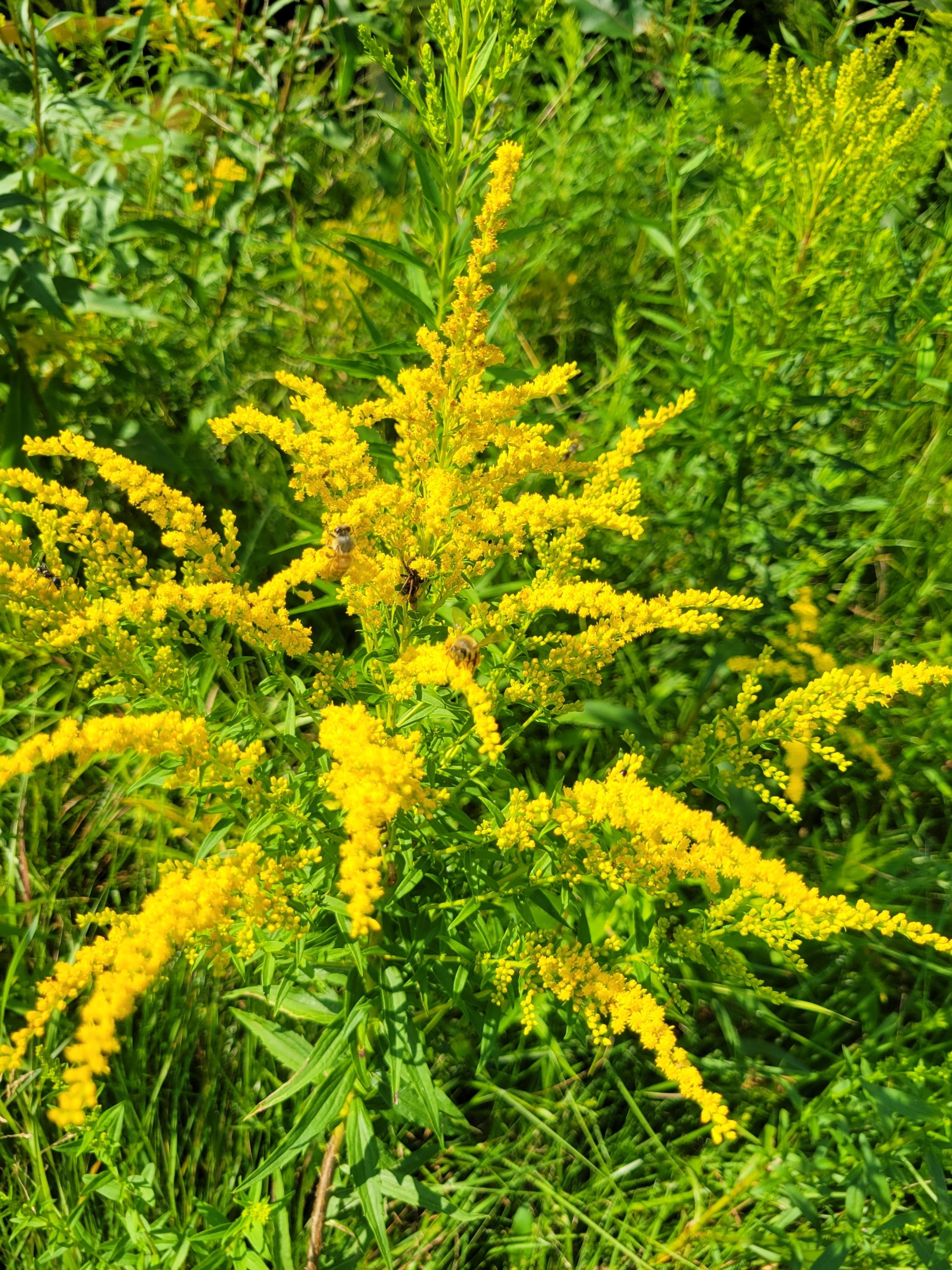 goldenrod plant in field