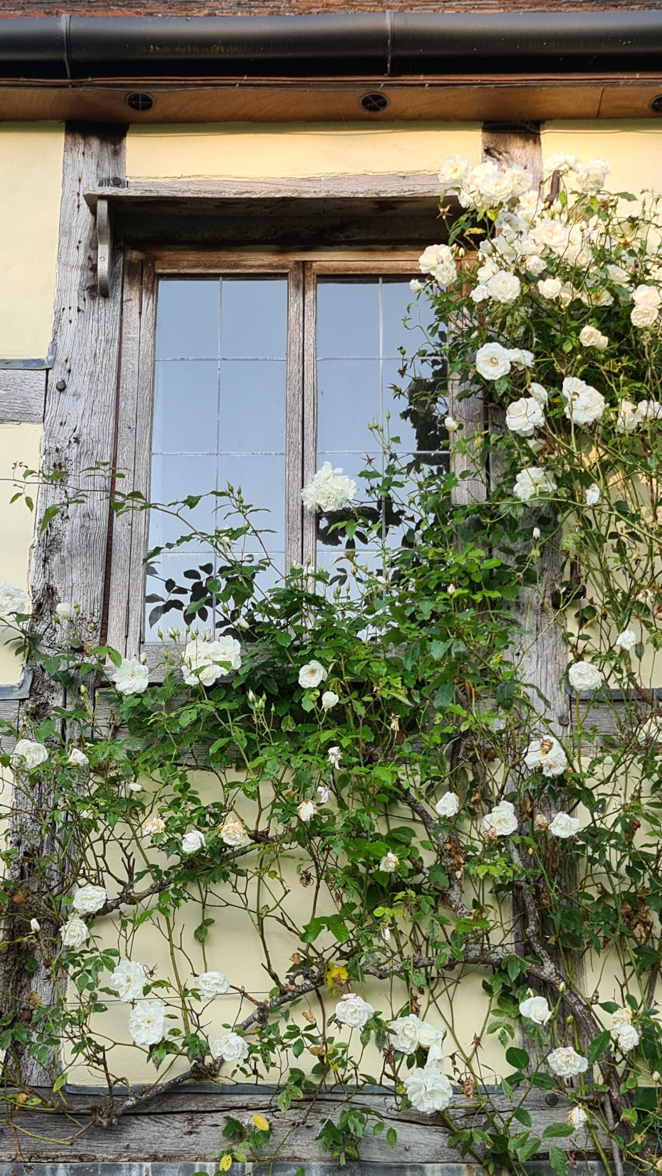 A wooden-framed window with panes reflecting the sky, surrounded by blooming white roses and green leaves on a yellow wall.