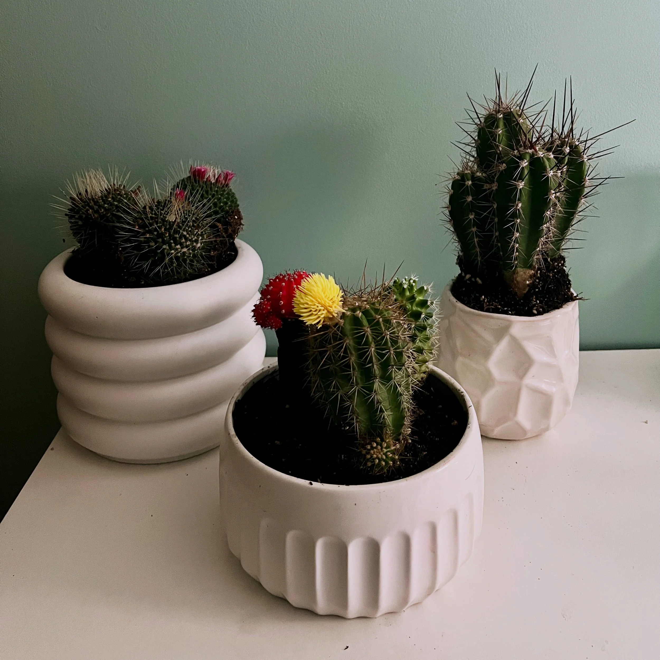 The Architecture of Resilience: After the Wilting