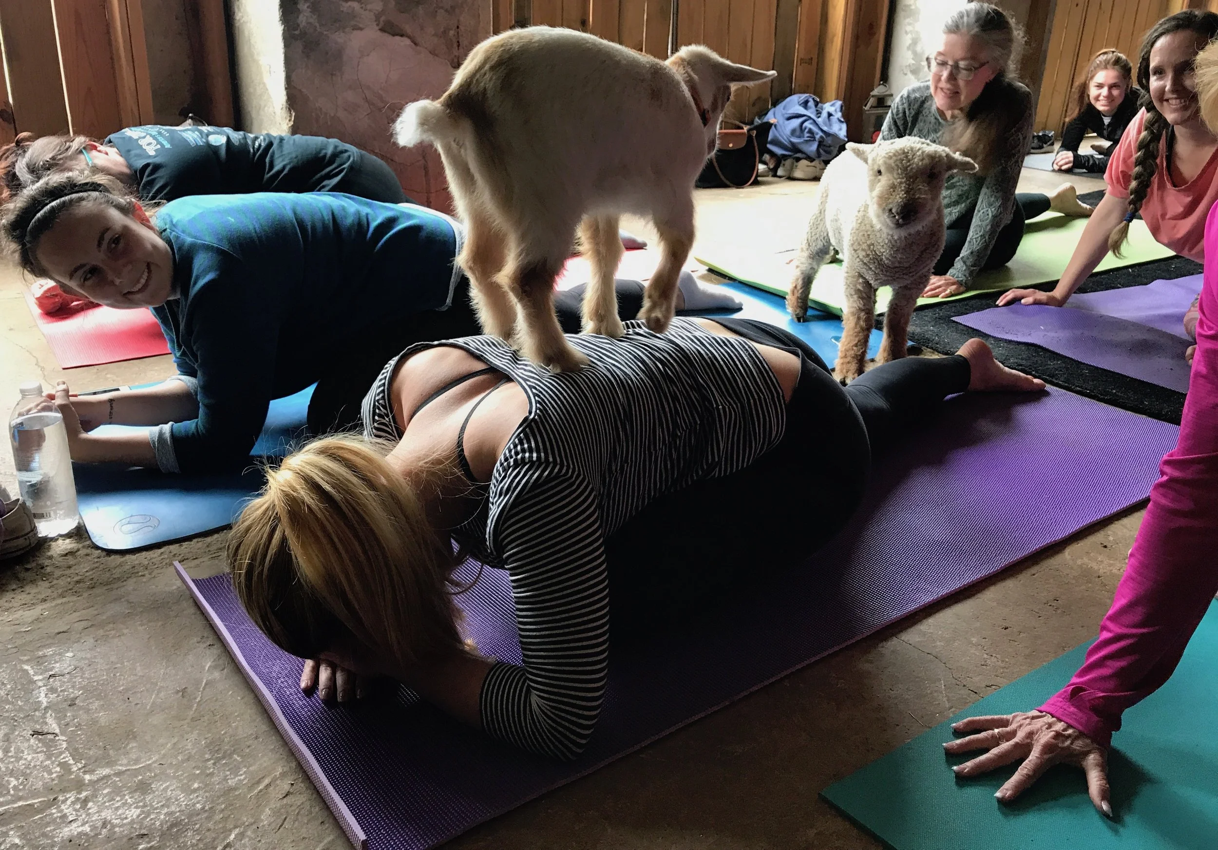 Namaste… But Make It Weird: What Happens When We Dress Yoga Up and Call It Something It Isn’t
