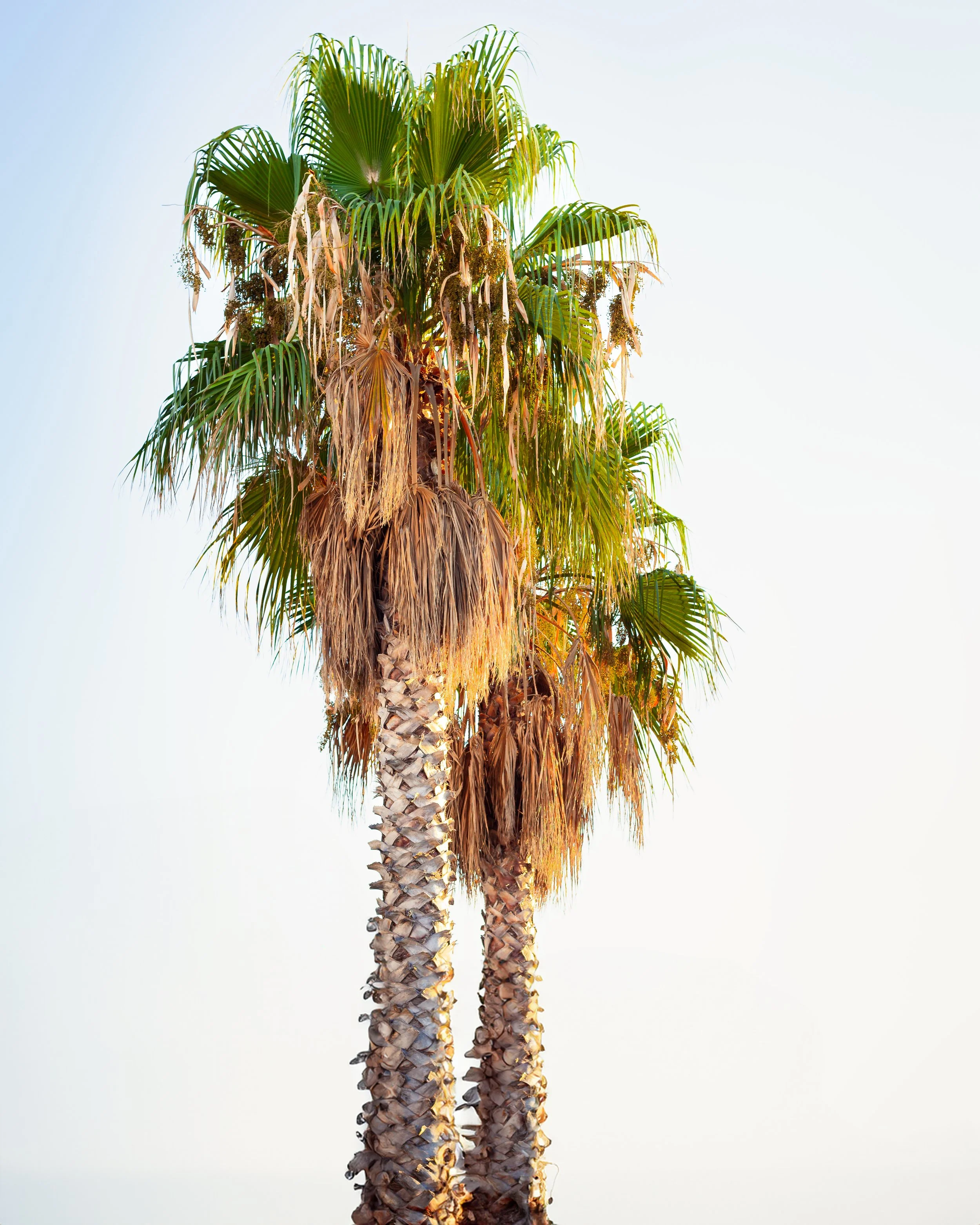 Tall palm trees with fronds and dried brown leaves against a clear sky.