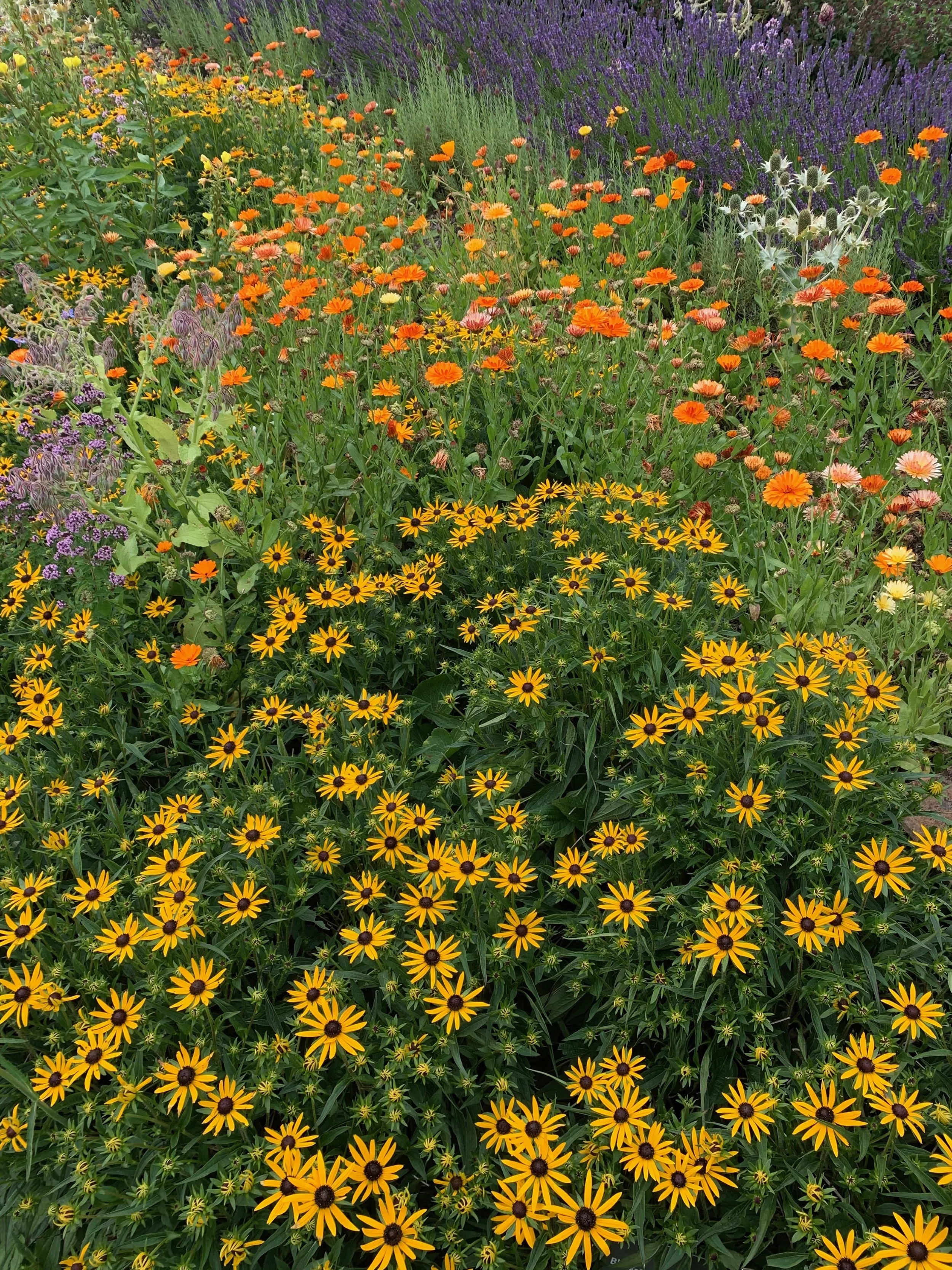 Colorful garden with various flowers, including yellow and orange daisies and purple lavender.