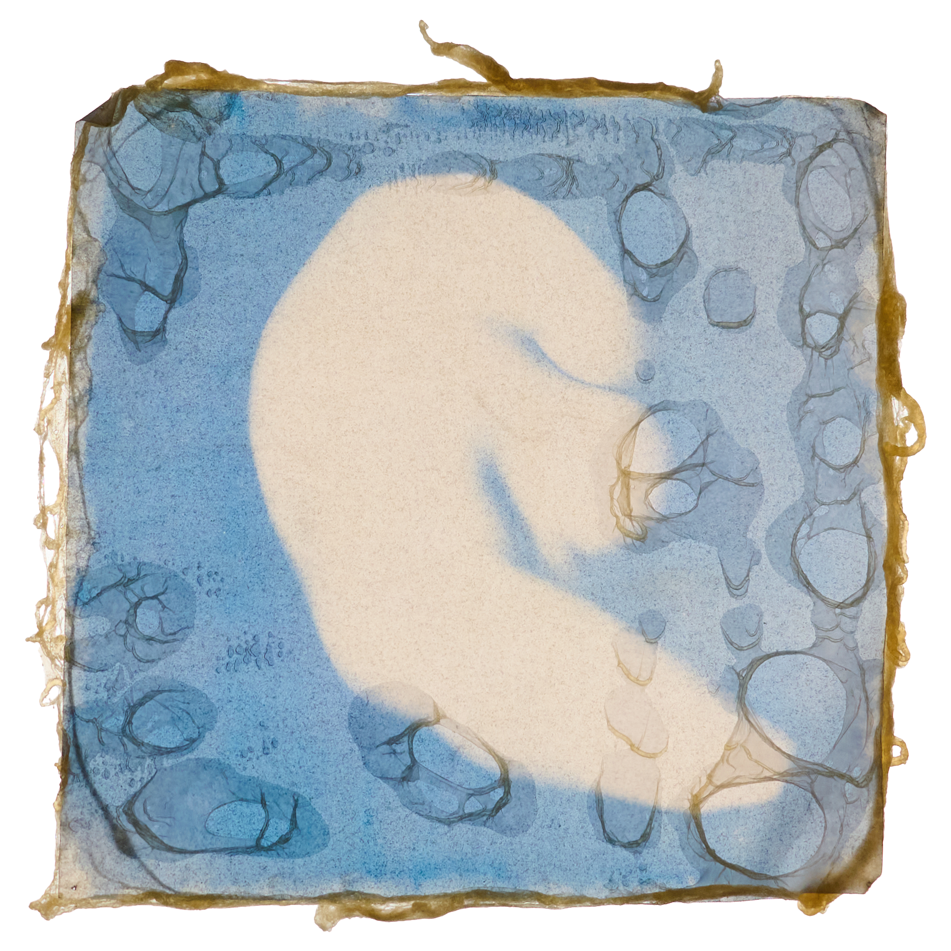 CYANO-Latex (TRnas backg).png