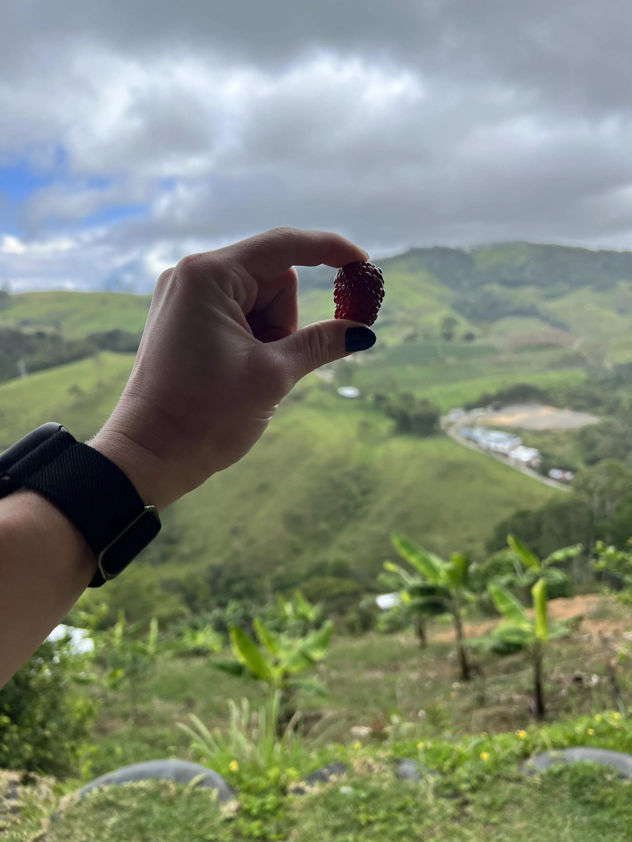 Person holding a ripe blackberry in front of lush green rolling hills under cloudy sky.