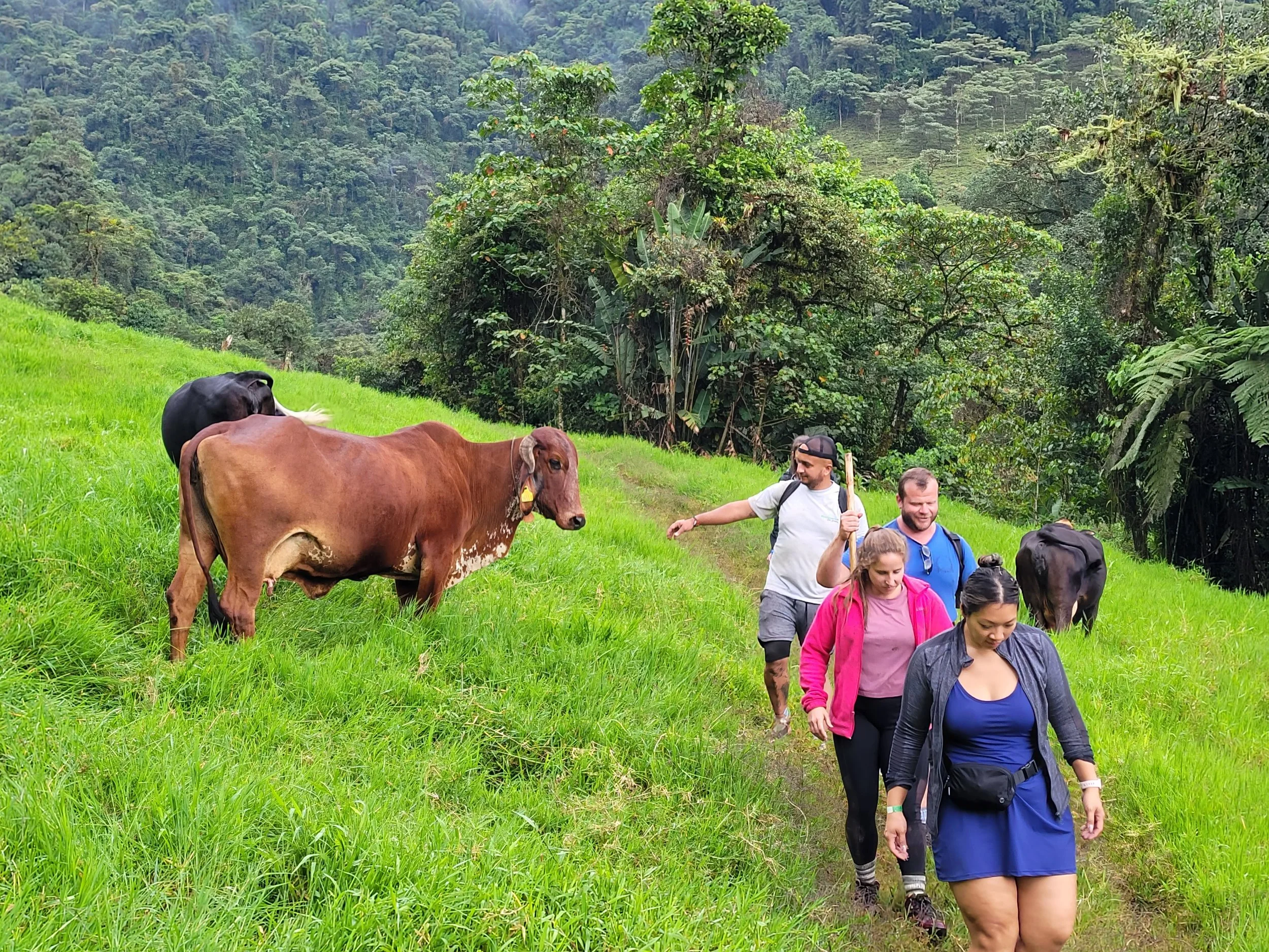 Group of four people hiking through lush green grass with cows grazing nearby, dense forest background.