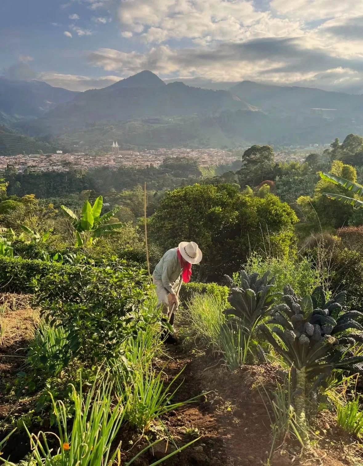 A gardener tending to plants in a lush, green garden with mountains and a town visible in the background.
