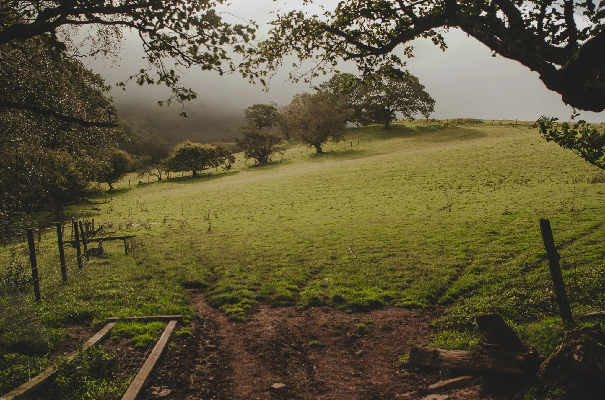 A dirt path leading into a green grassy field surrounded by trees and a fenced boundary, with a foggy sky overhead.