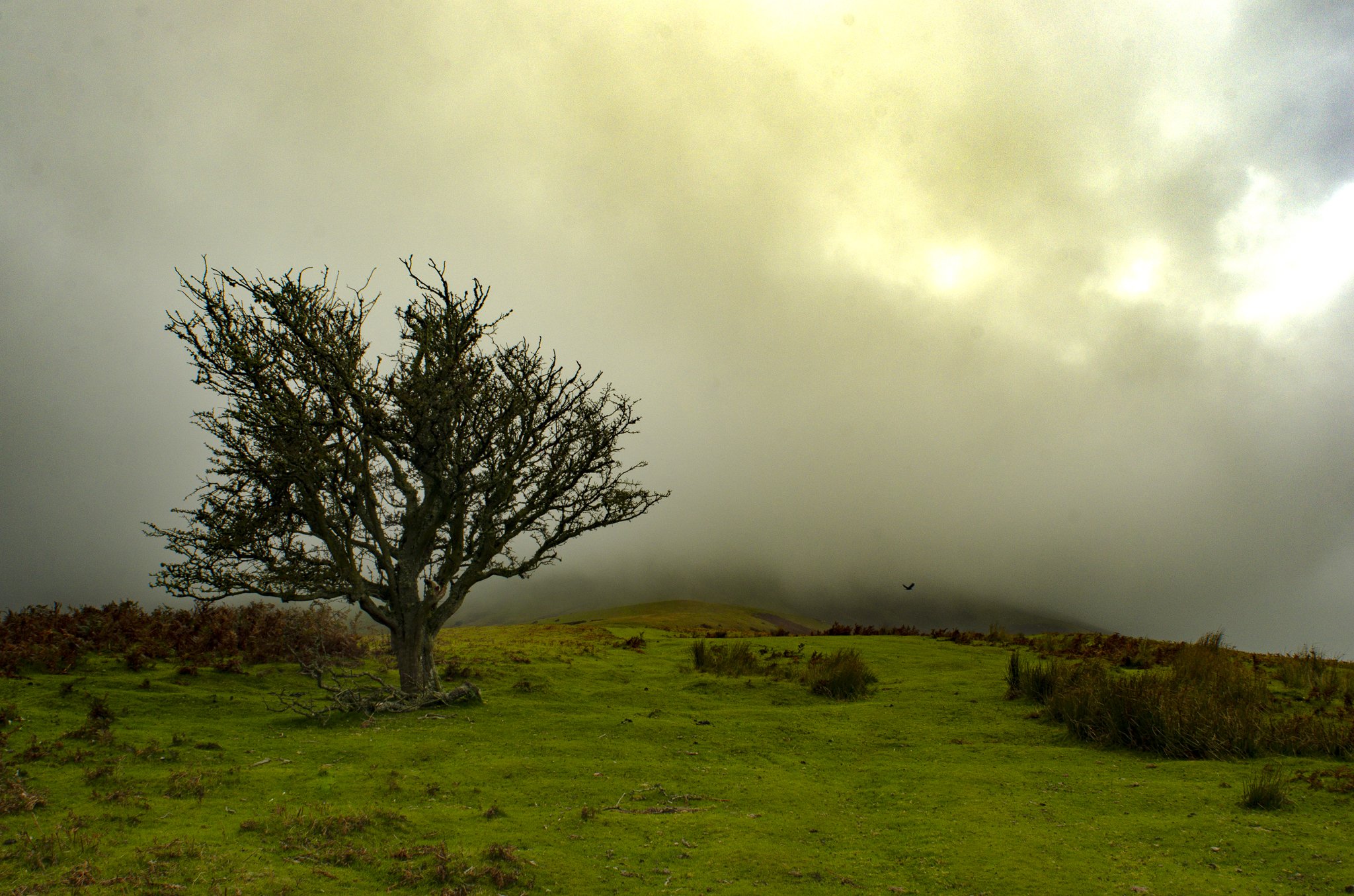 A lone, leafless tree on a grassy hill with a cloudy, foggy sky in the background.