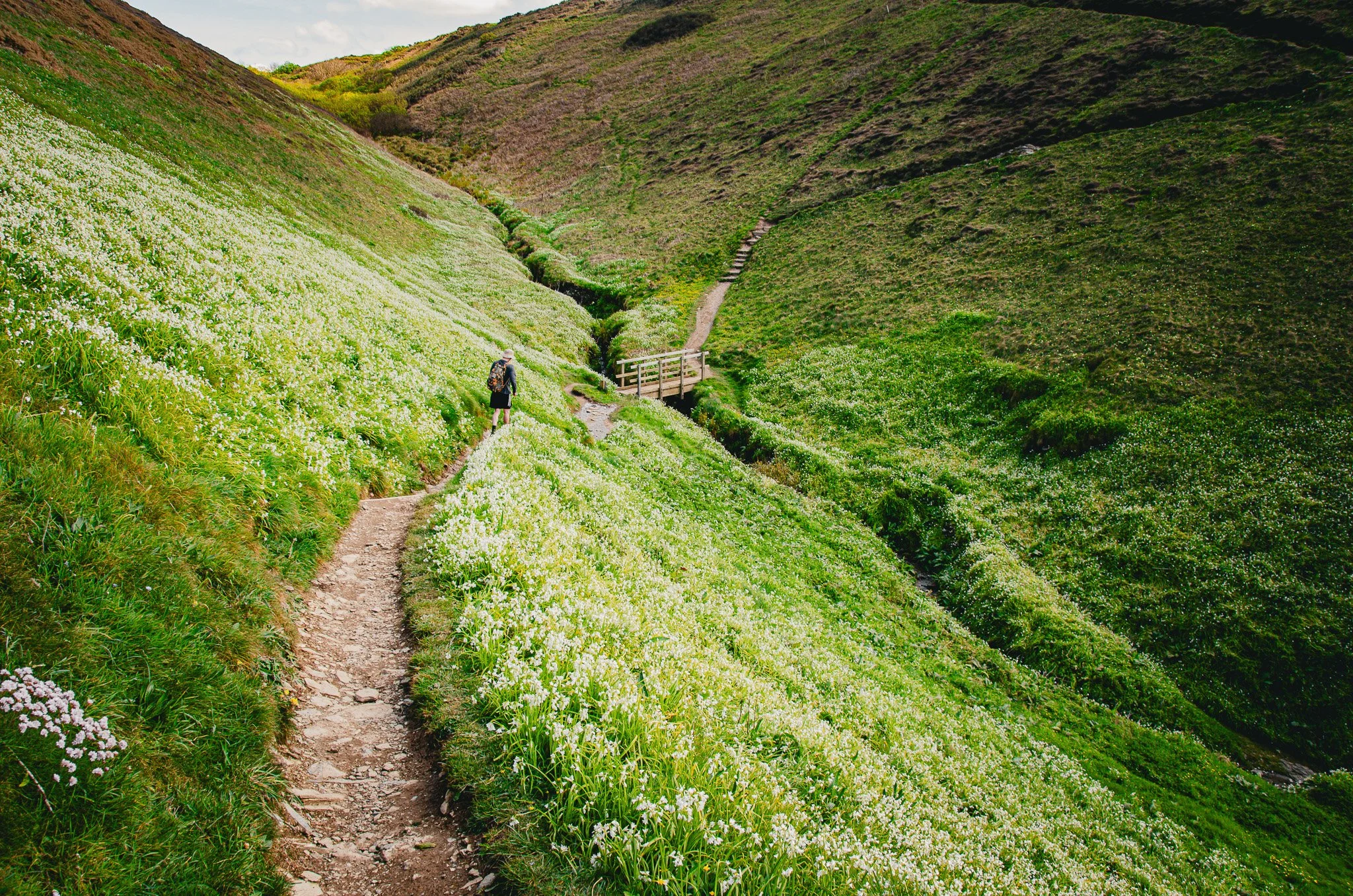 A person hiking on a narrow dirt trail through lush green hills covered in white flowers, with a small wooden bridge and winding path in the background.