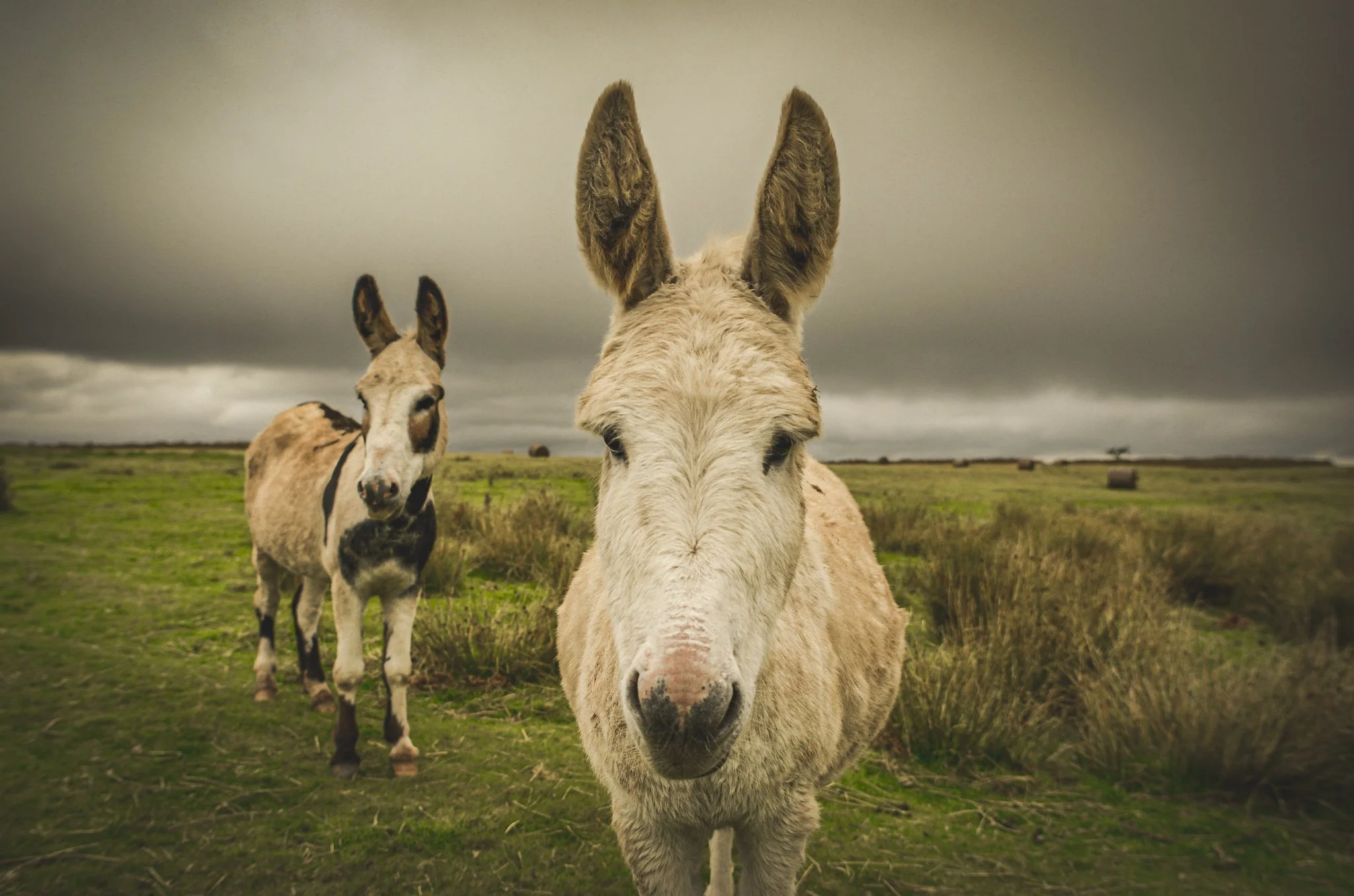 Two donkeys standing in a grassy field under a cloudy sky, one in the foreground and the other in the background, facing the camera.