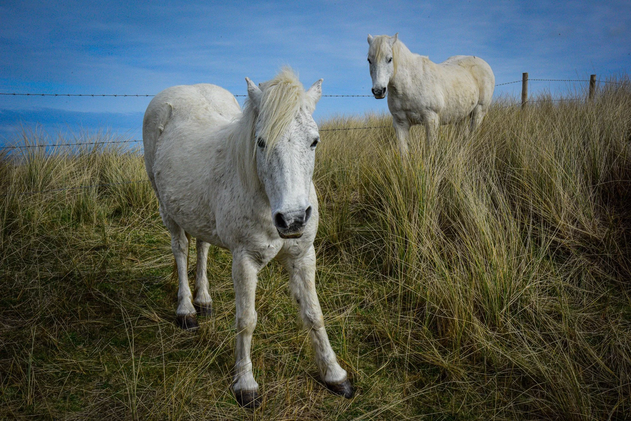 Two white horses standing in a grassy field with a fence and blue sky in the background.