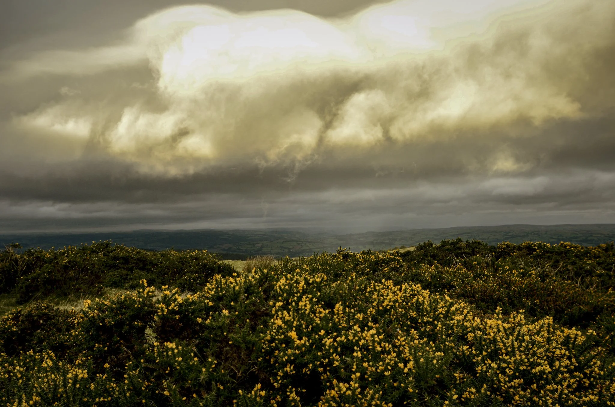 A landscape with yellow flowering shrubs in the foreground, rolling hills in the background, and a dark, cloudy sky overhead with thick storm clouds.