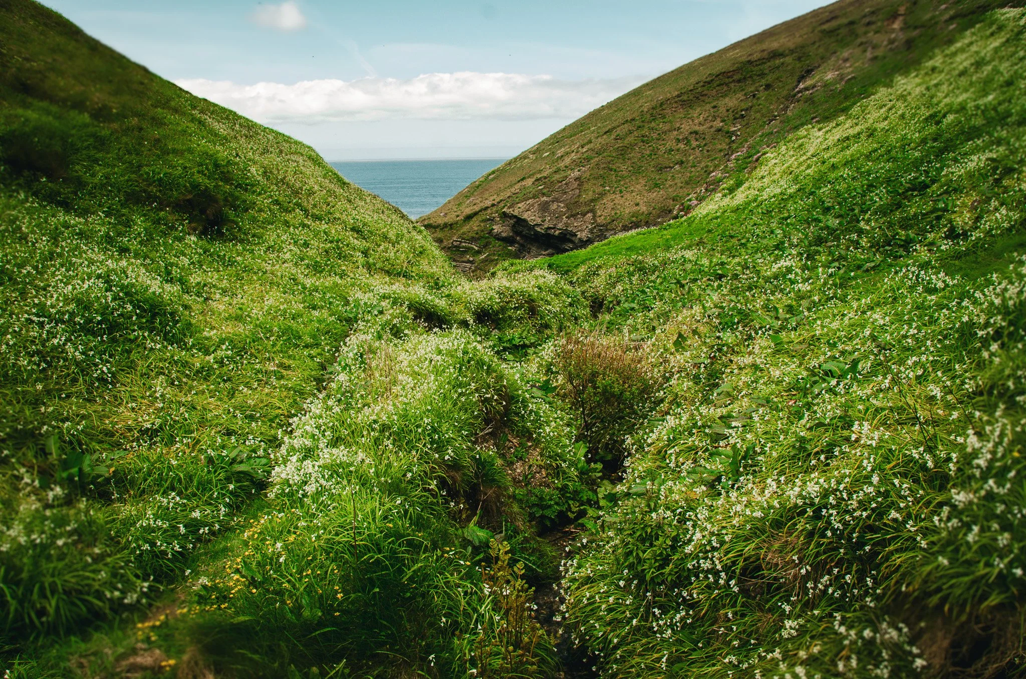 Lush green hills covered with small white flowers, overlooking the ocean in the distance