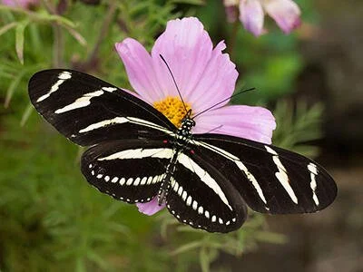 zebra-longwing-butterfly-170405-li_full_990.jpg