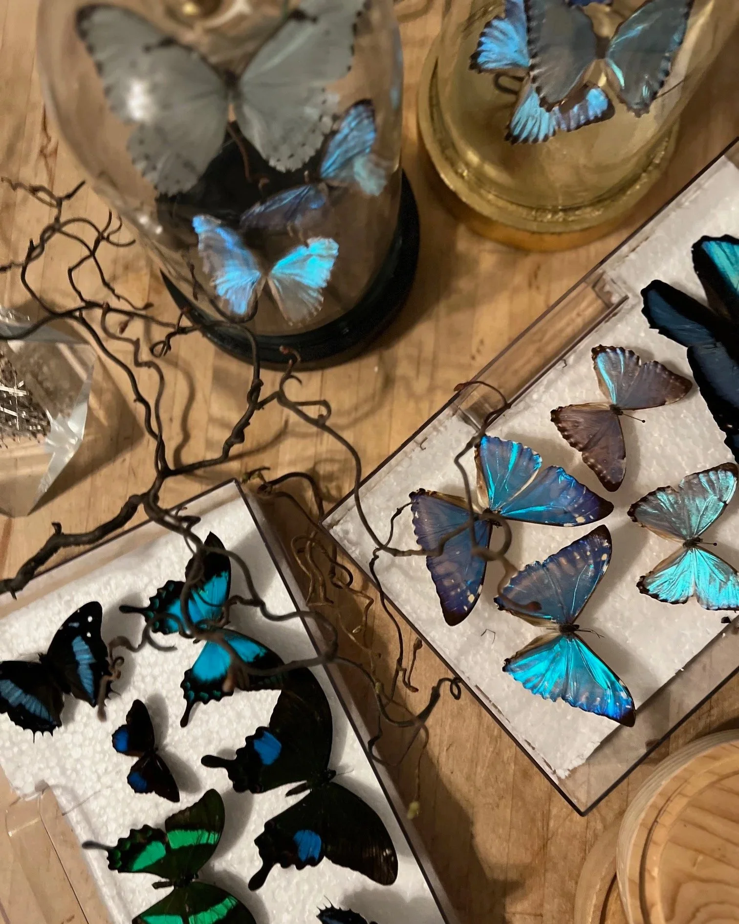 Collection of butterflies, mostly blue and black, displayed in glass cases on a wooden surface.