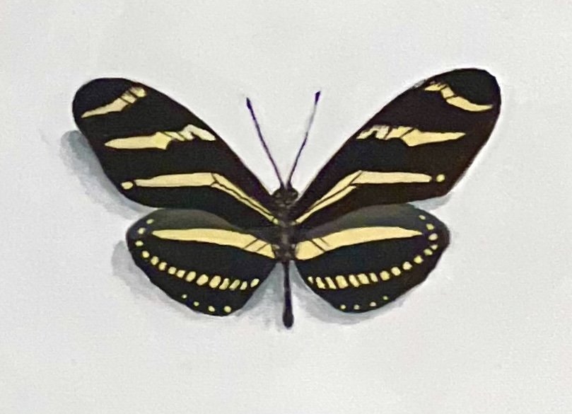 CLOSE UP Z.jpg