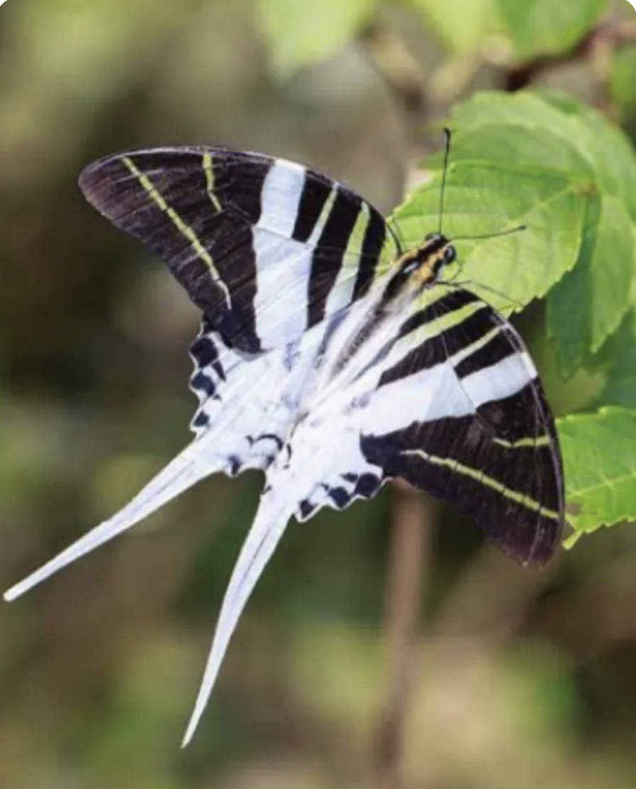 graphium androcles (giant swordtail).png
