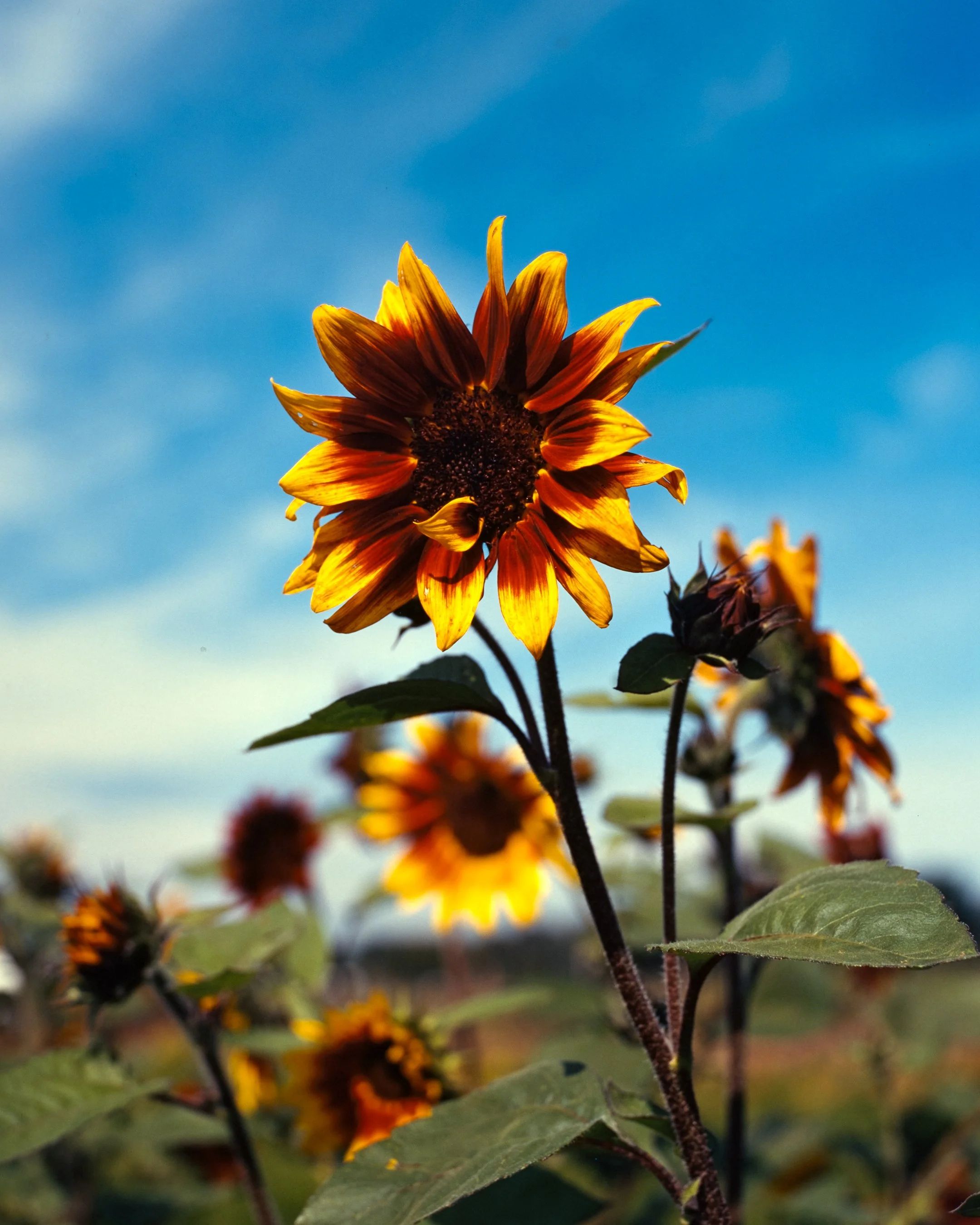 Ektachrome Lumiere 100 (Exp 1994-11)